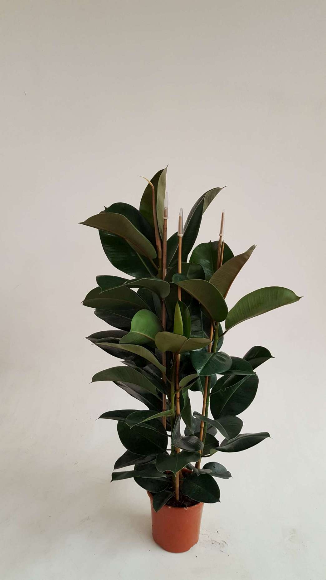 FICUS ROBUSTA C 22 1.20 M 3 CAÑAS