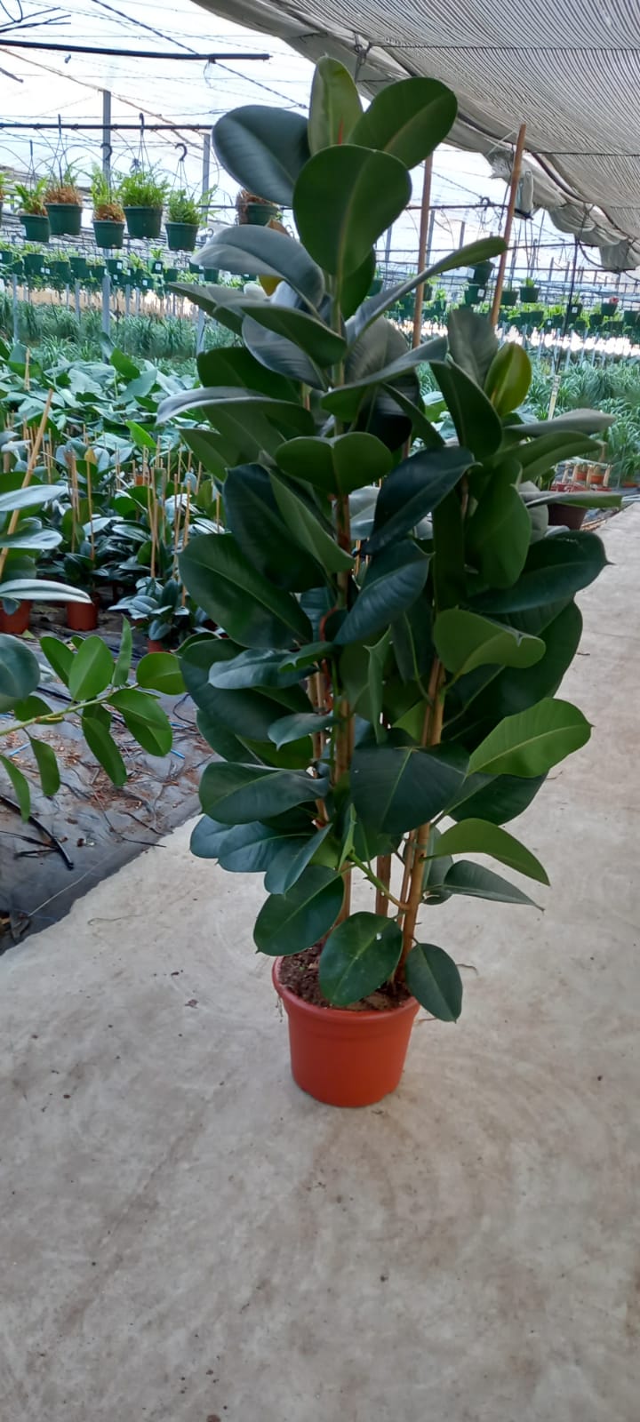 FICUS ROBUSTA C 35 1.80 M 3 CAÑAS