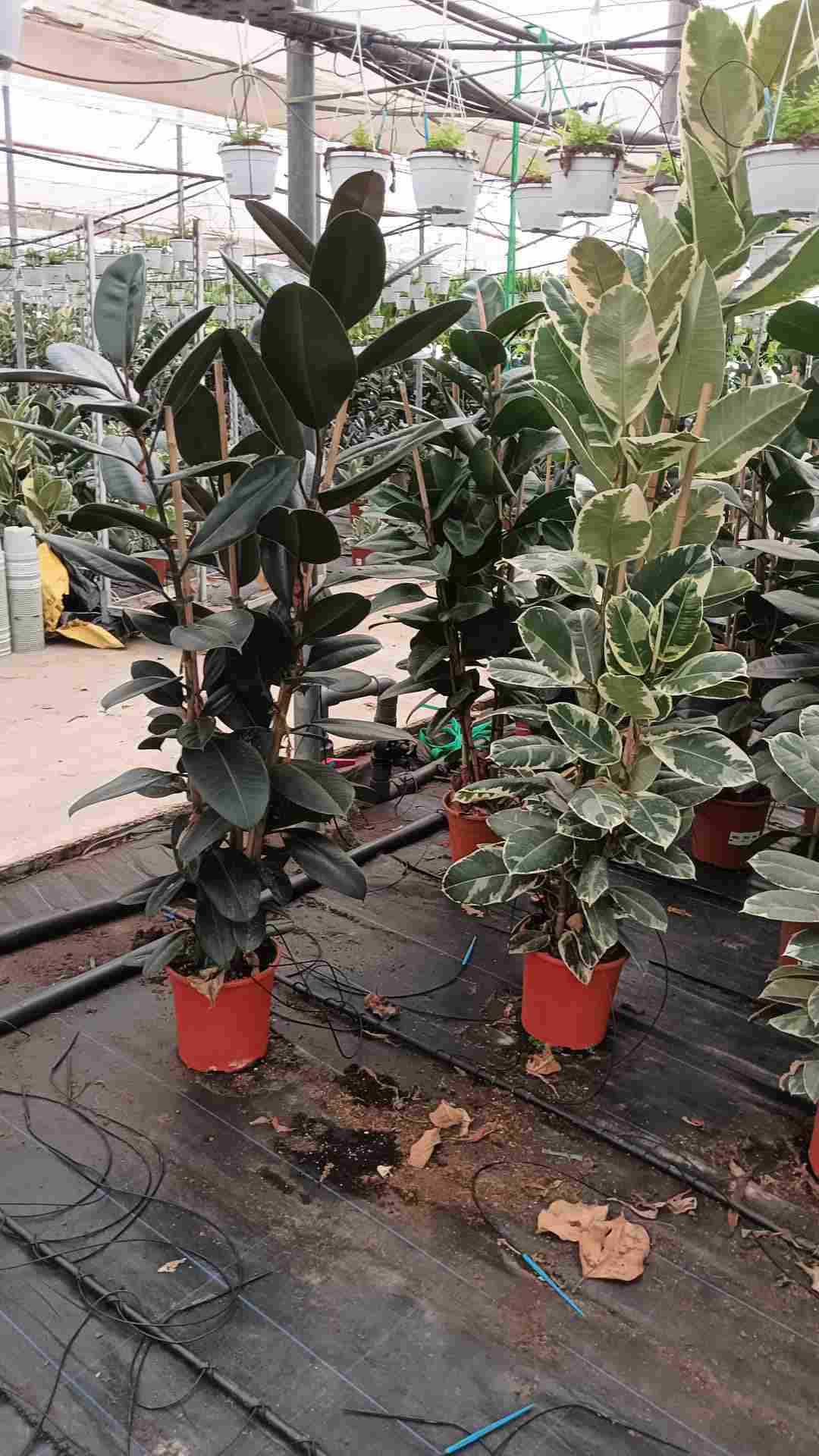 FICUS MIX C 25 1.80 M