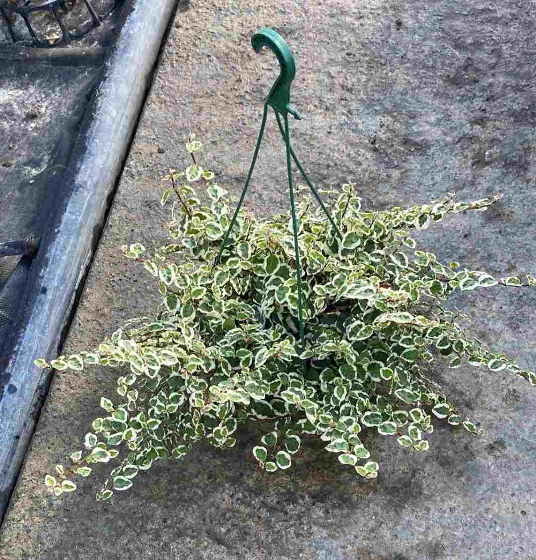 FICUS SUNNY C 15 - COLGANTE