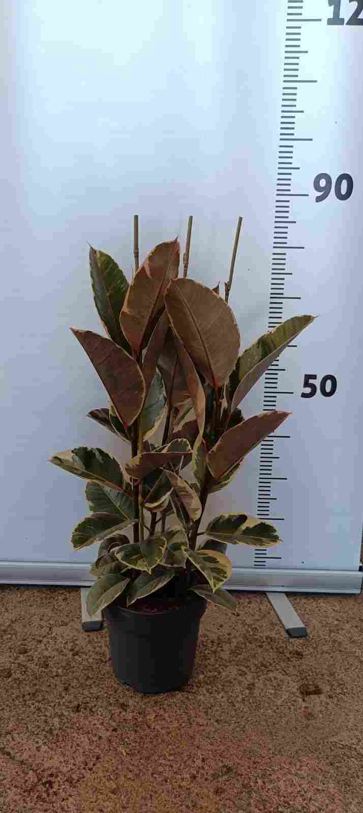 FICUS TINEKE C 20 0.90 M 3 CAÑAS