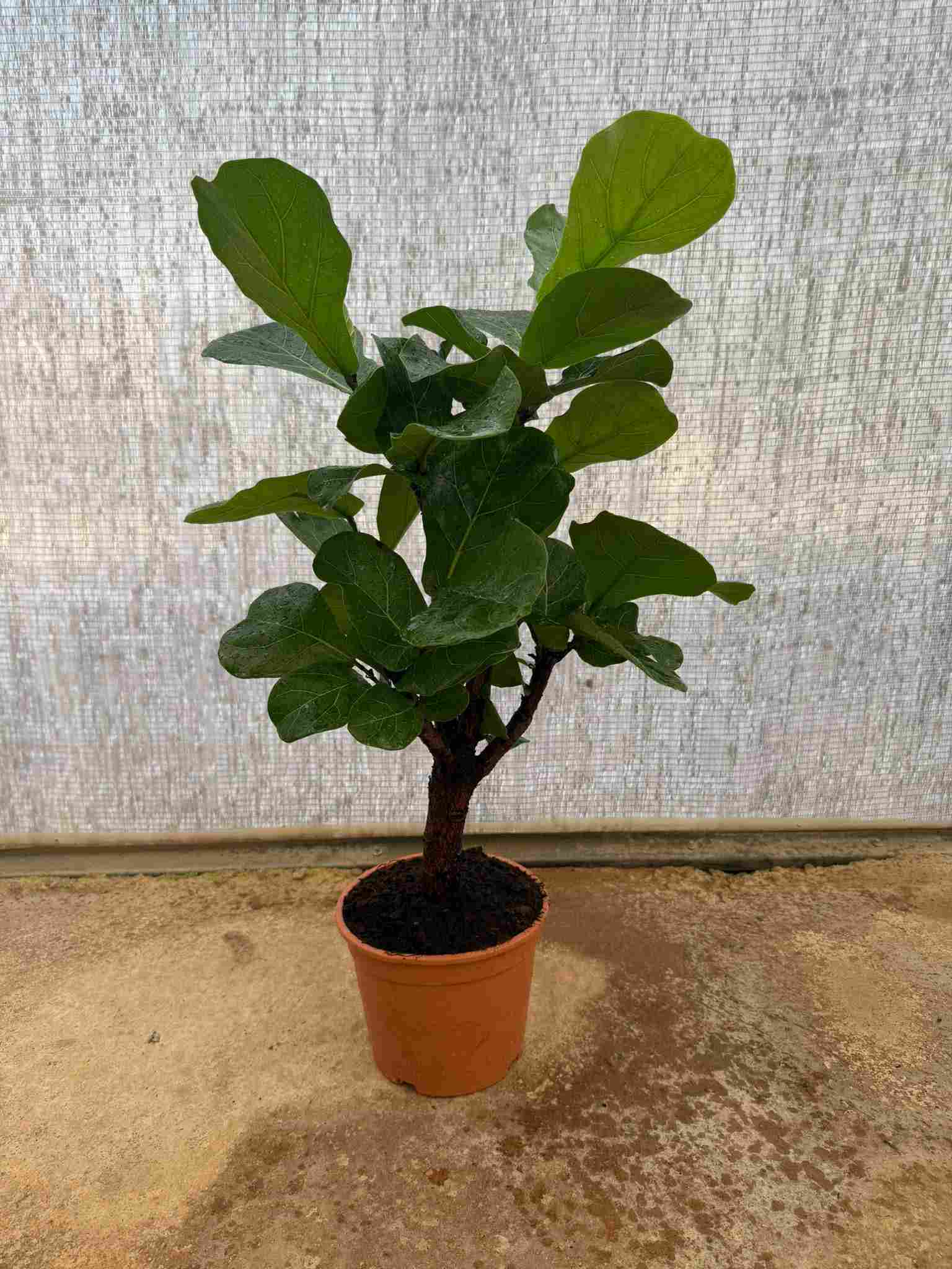 FICUS LYRATA BRANCH C 22