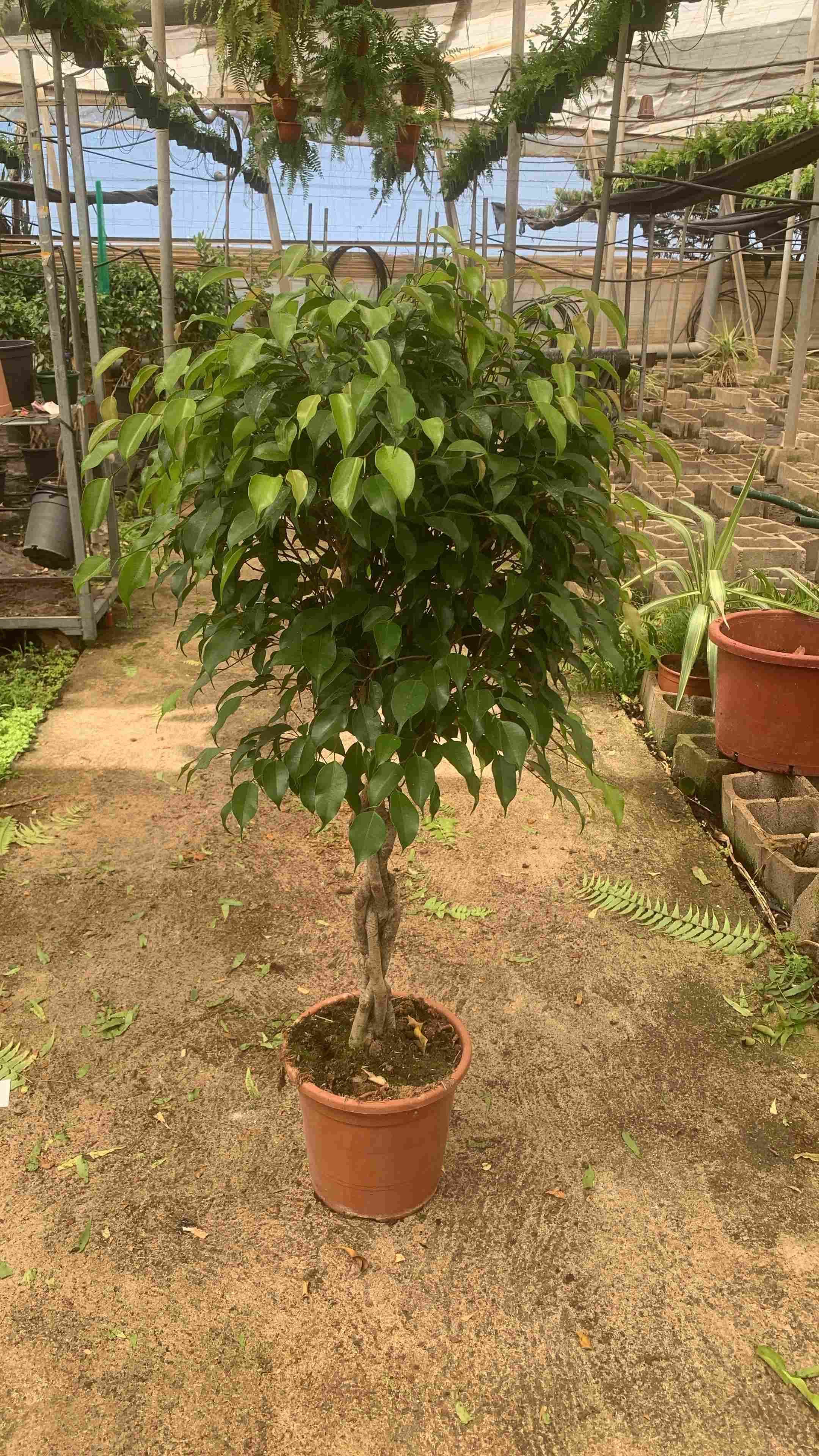 FICUS BENJAMINA TRENZADO C 25 1.10 M