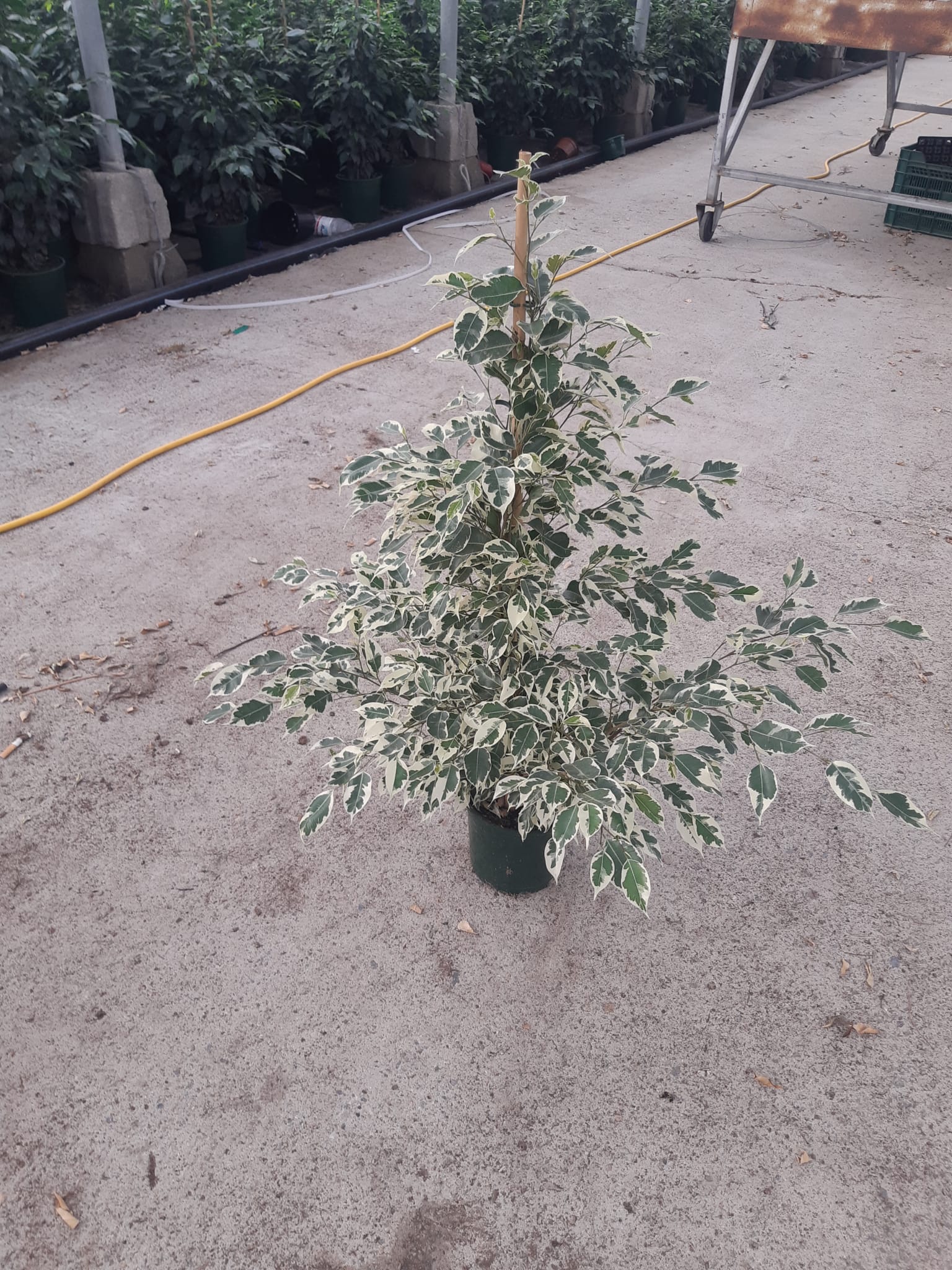 FICUS TWILIGHT C 17 0.90 M