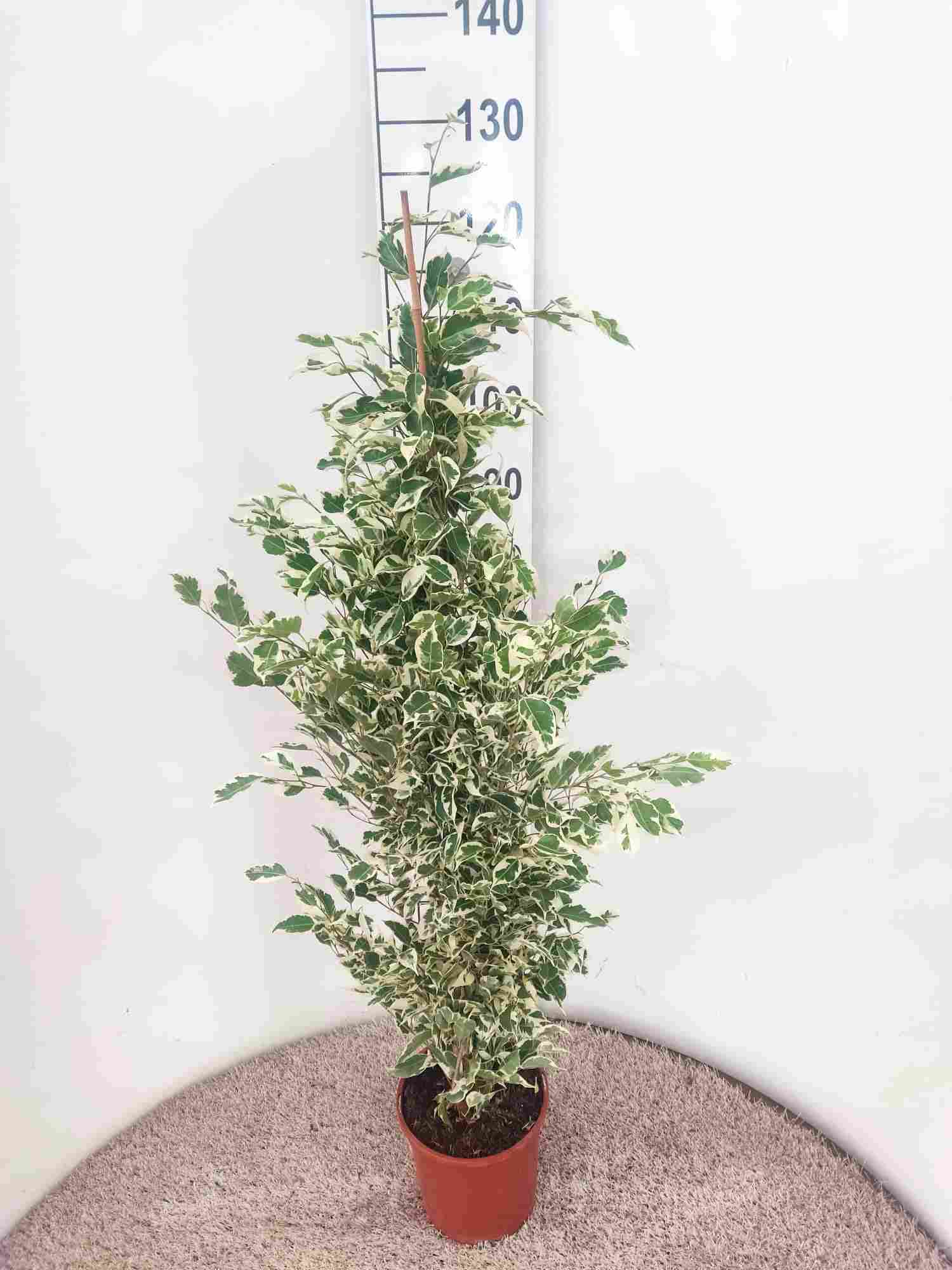 FICUS TWILIGHT C 20 1.20 M