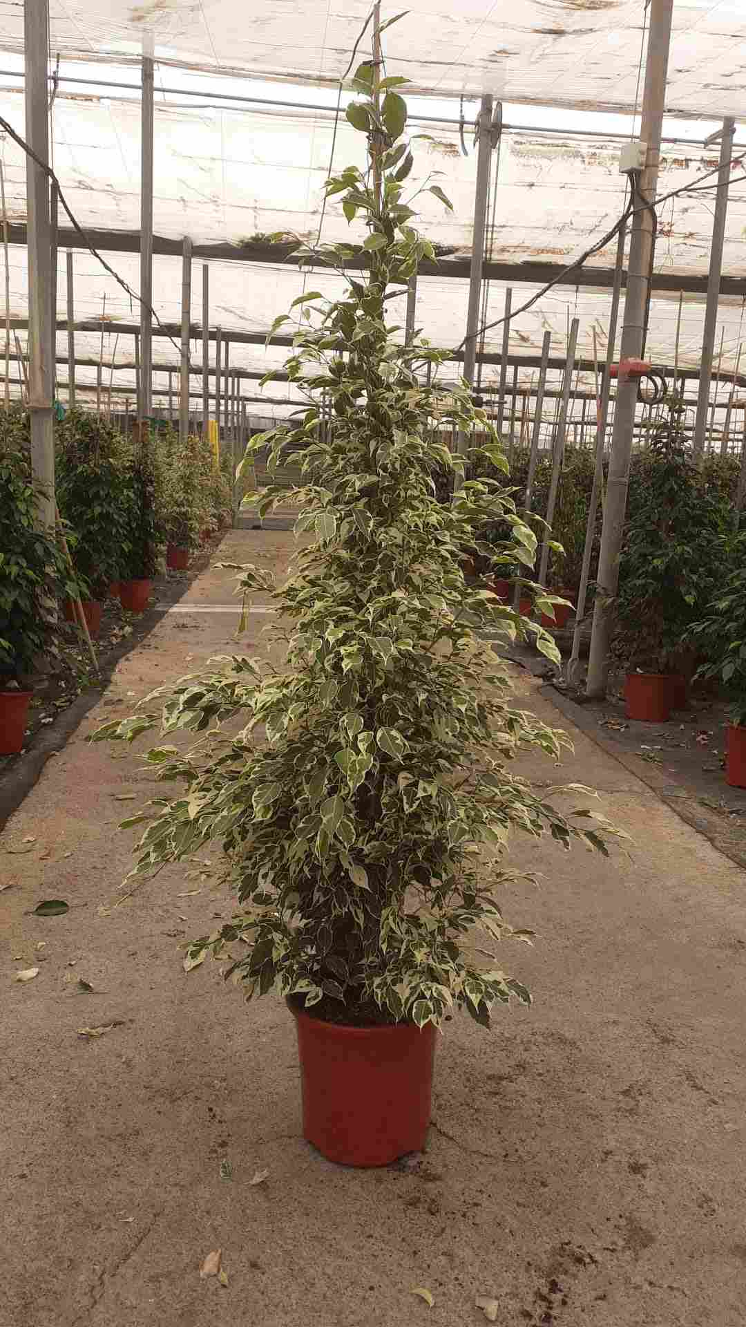 FICUS TWILIGHT C 22 1.50 M