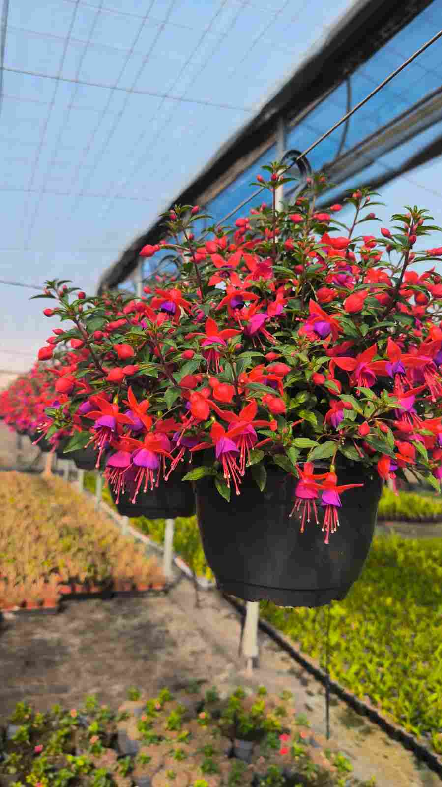 FUCHSIA C 25 COLGANTE