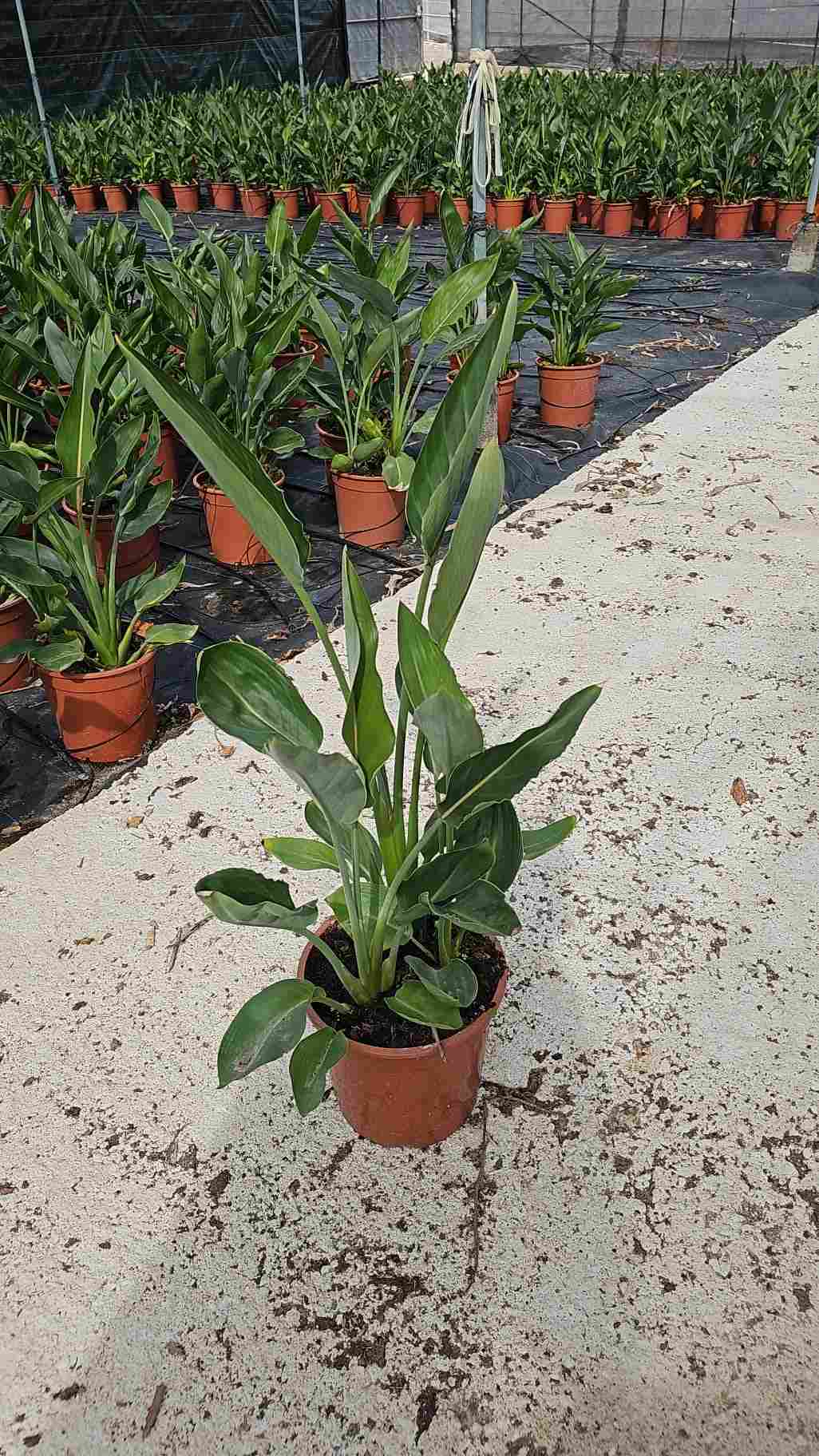 STRELITZIA REGINAE C 23 3 PLANTAS