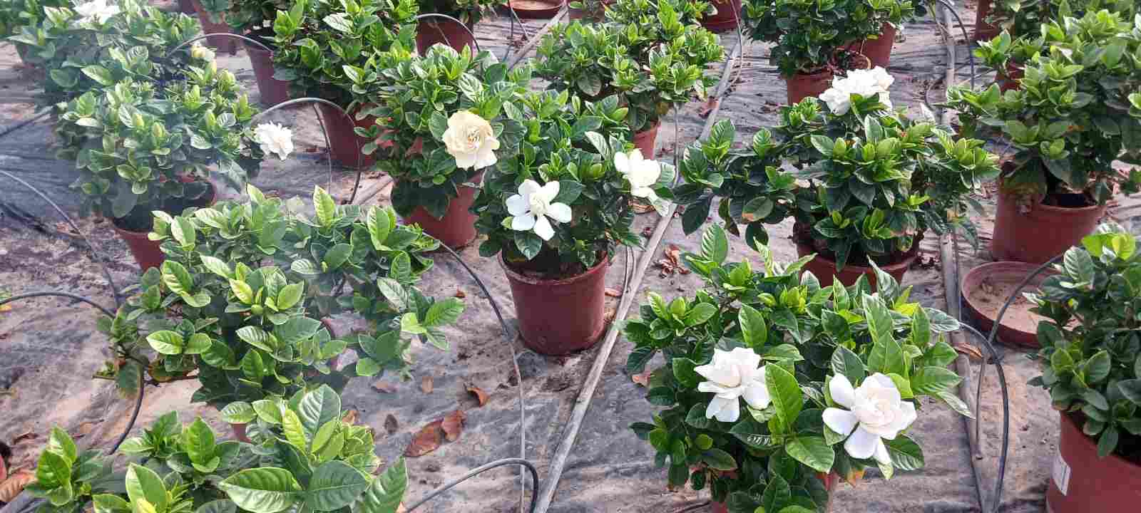 GARDENIA C 17 ARBUSTIVA