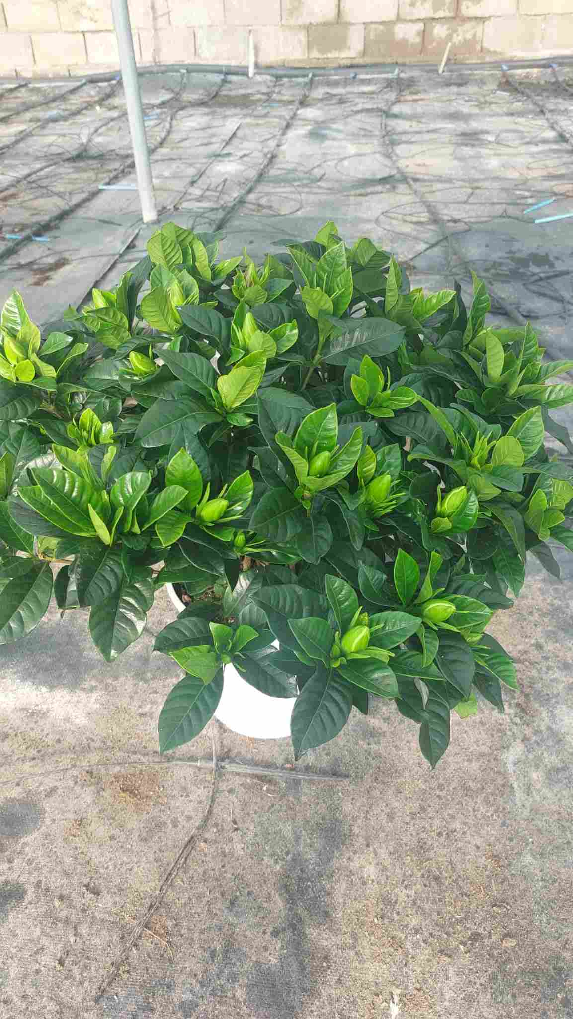 GARDENIA JASMINOIDE C 20 ARBUSTIVA