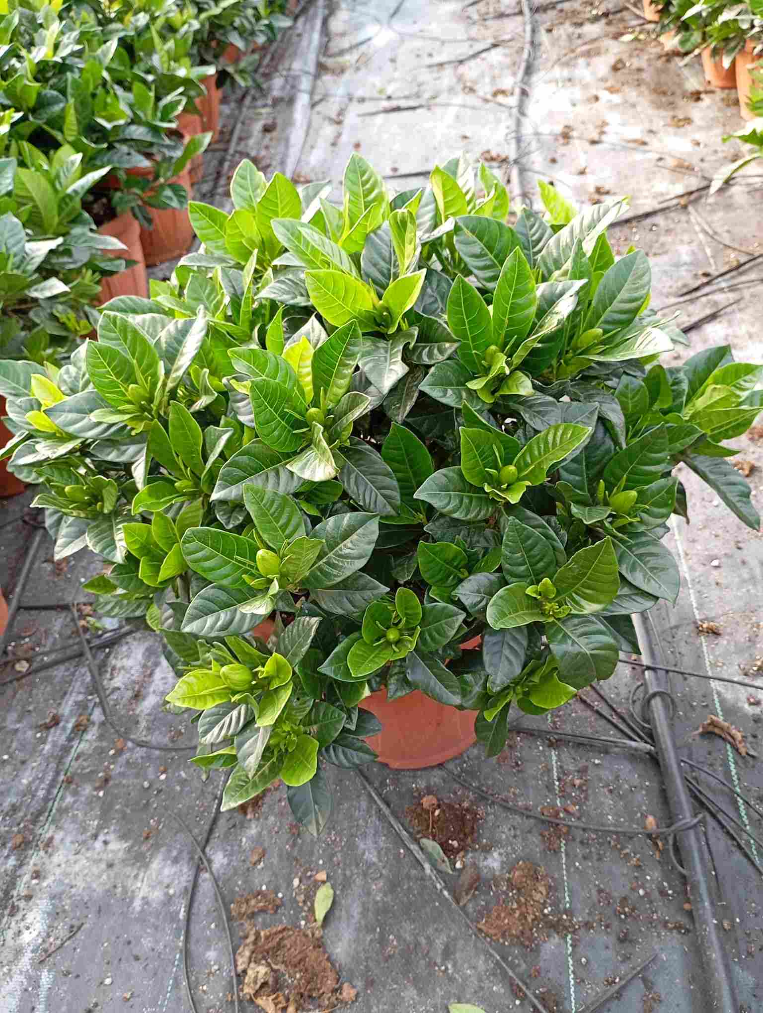 GARDENIA JASMINOIDE C 25 ARBUSTIVA