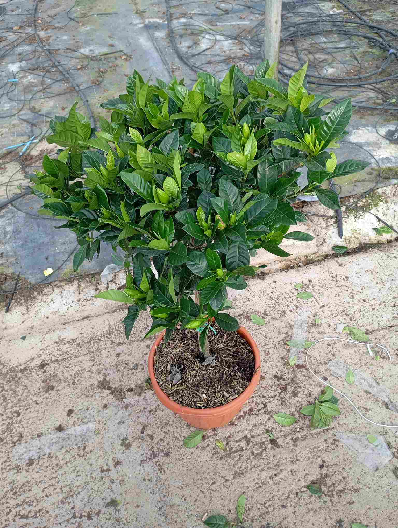 GARDENIA JASMINOIDE COPA C 30