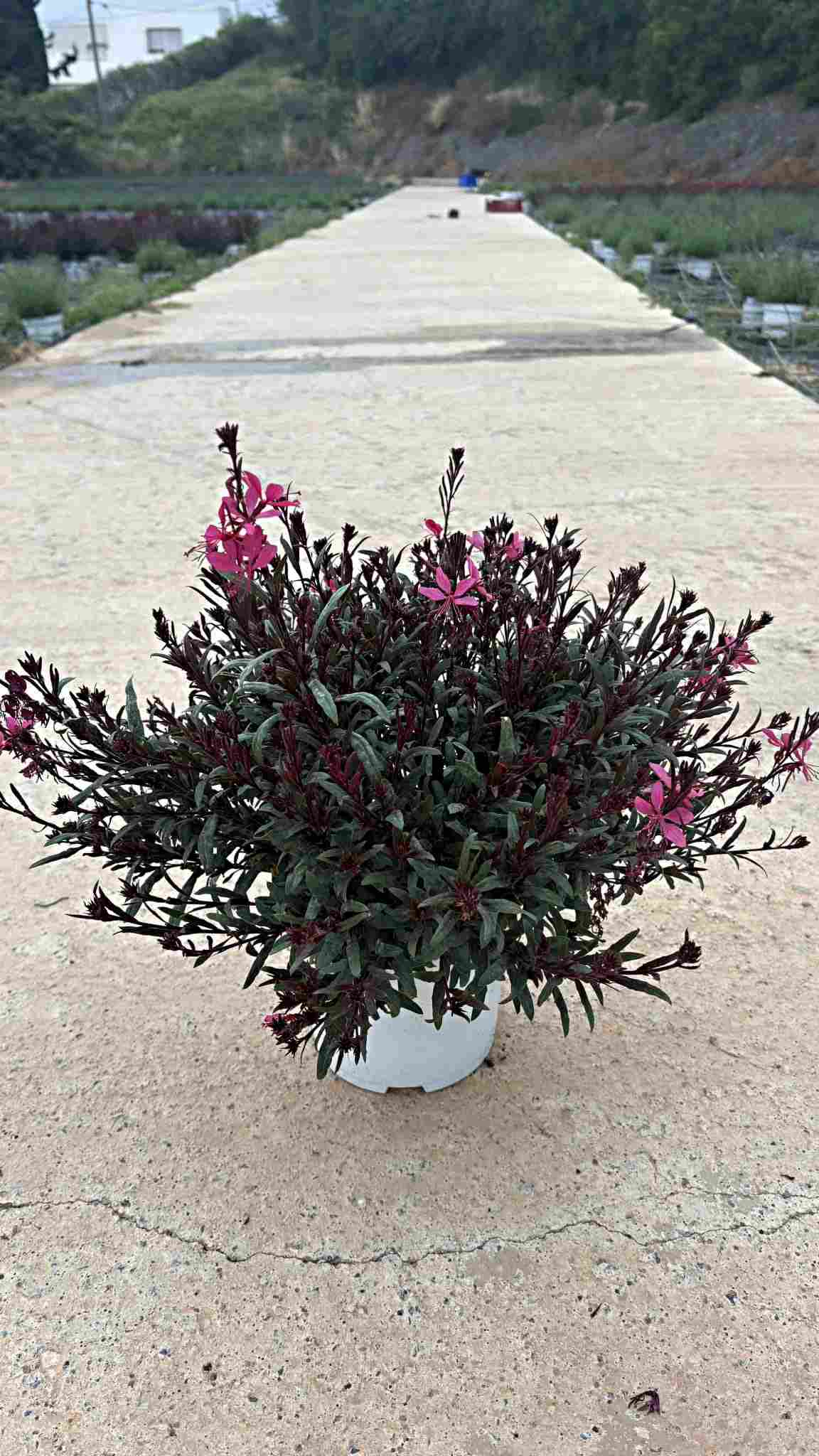 GAURA C 17