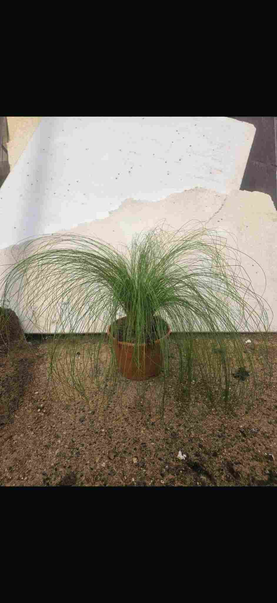 ESTIPA C 17