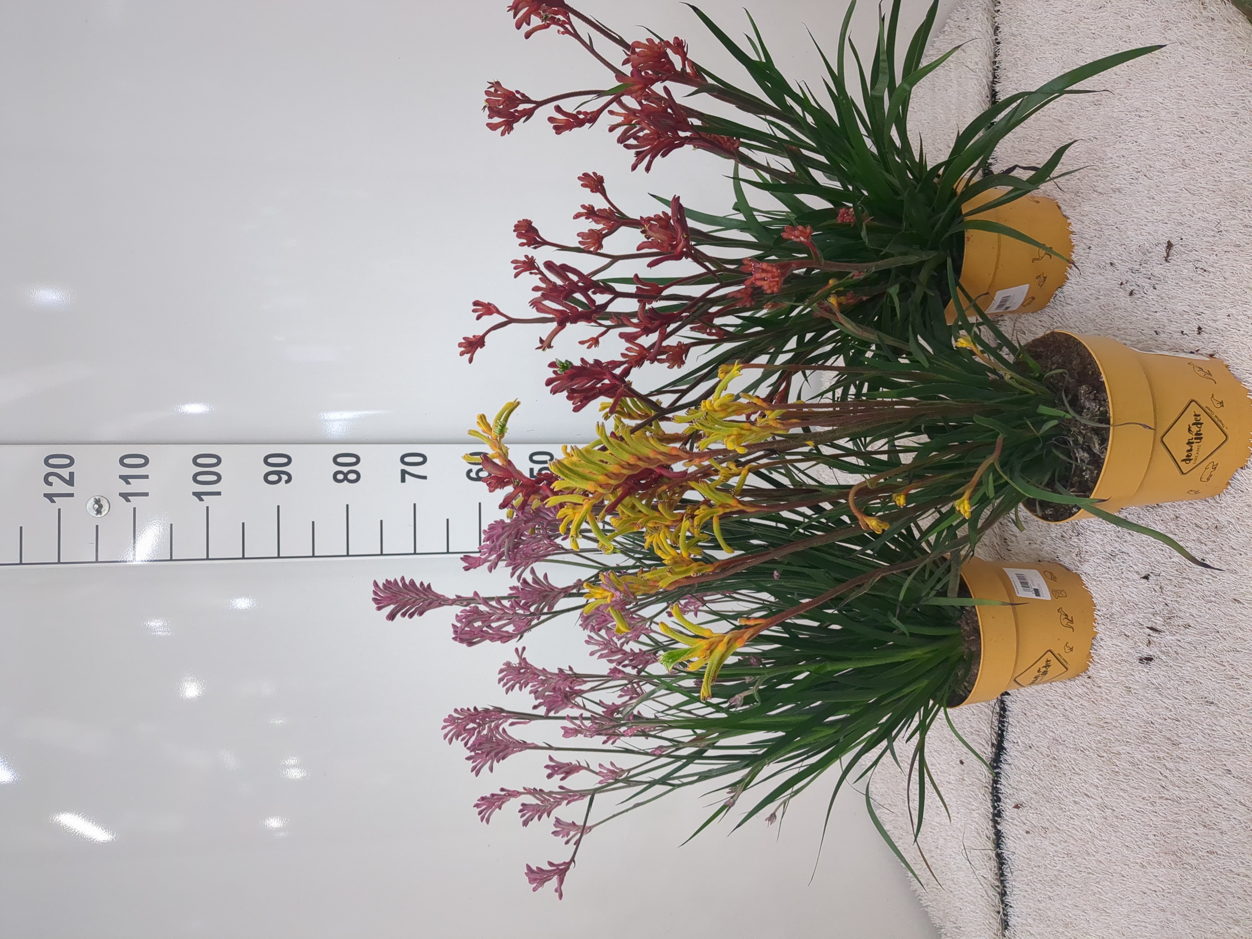 ANIGOZANTHOS C 17