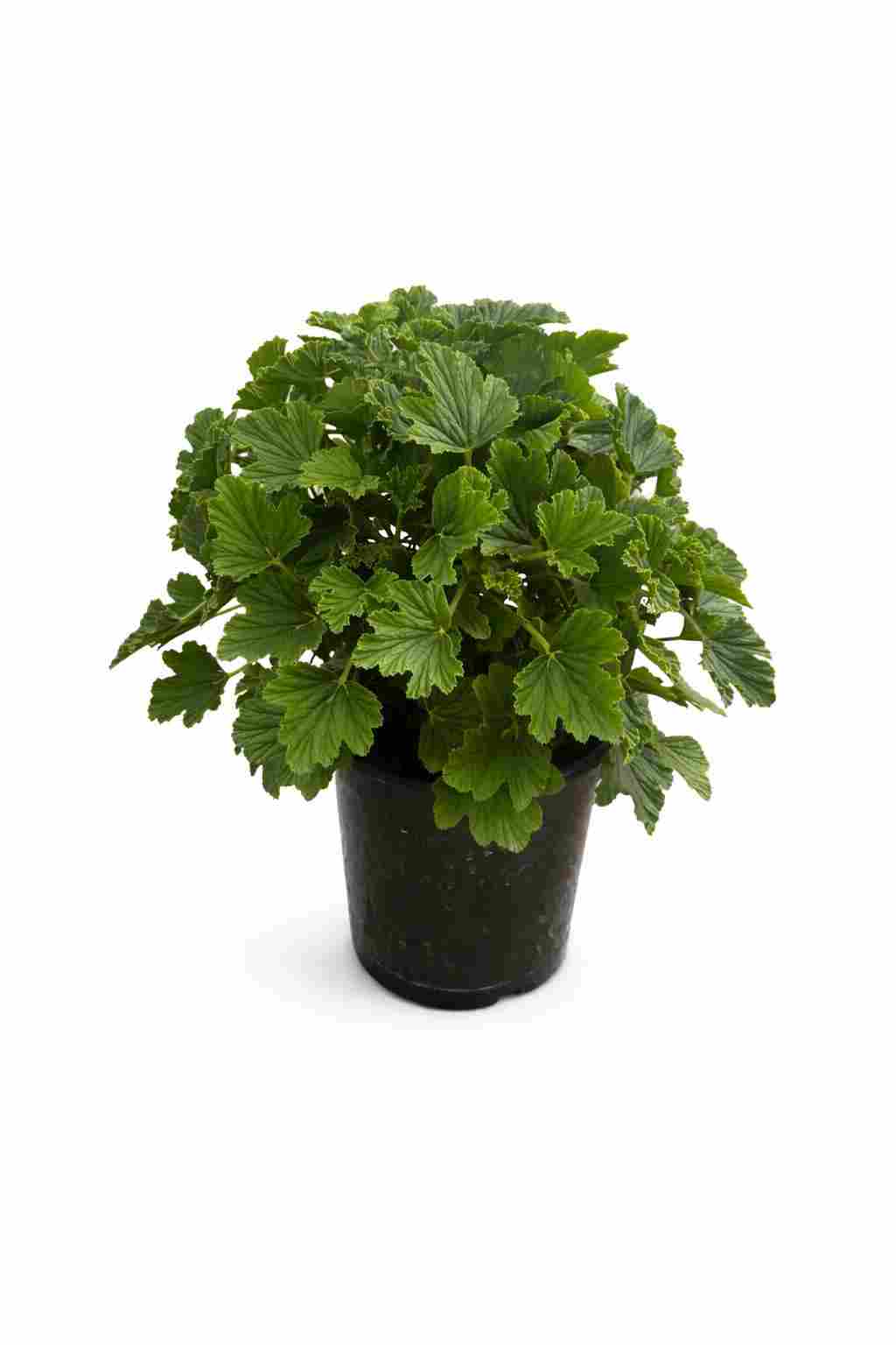 GERANIO ORANGE FIZZ C 17