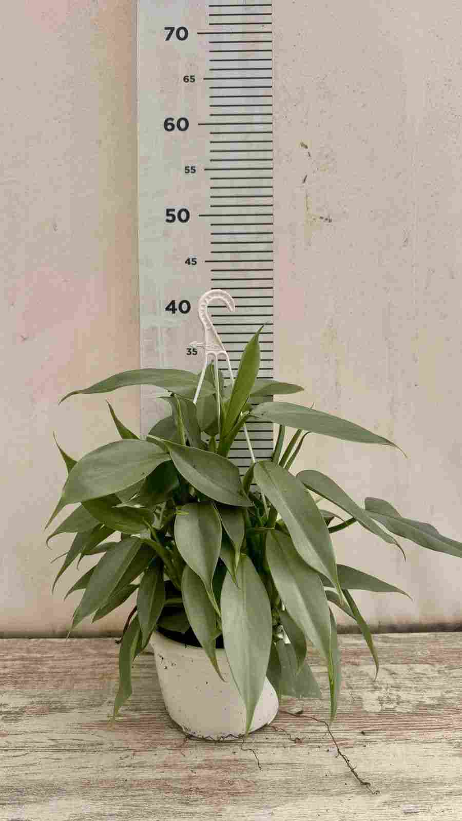 PHILODENDRON SILVER GREY C 15