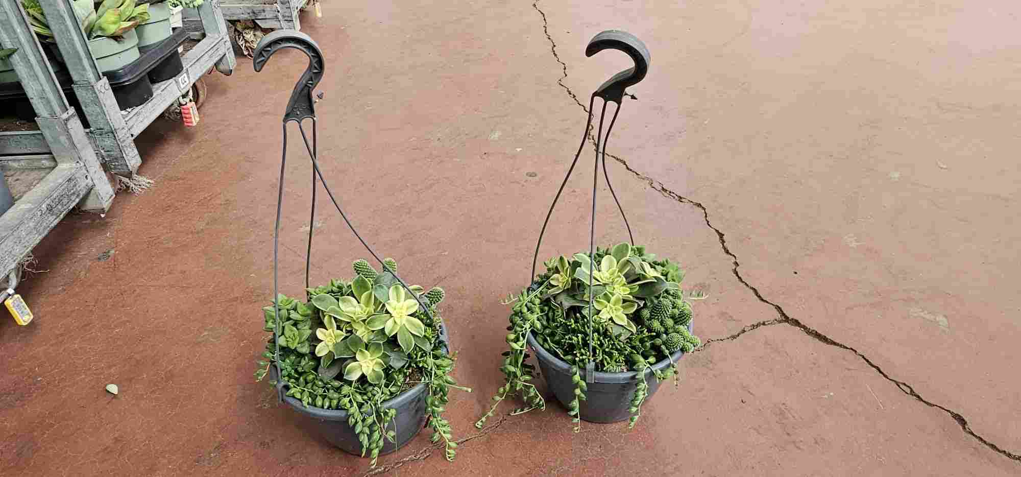 COMPOSICION SUCULENTAS T 20 COLGANTE "P"