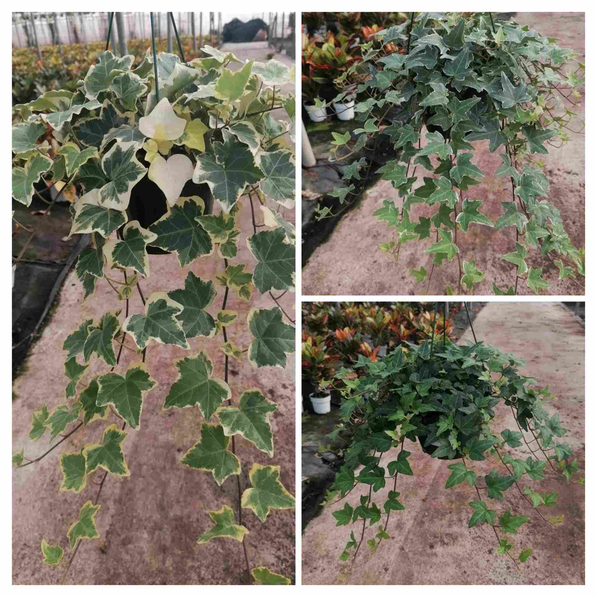 HEDERA C 15 - COLGANTE