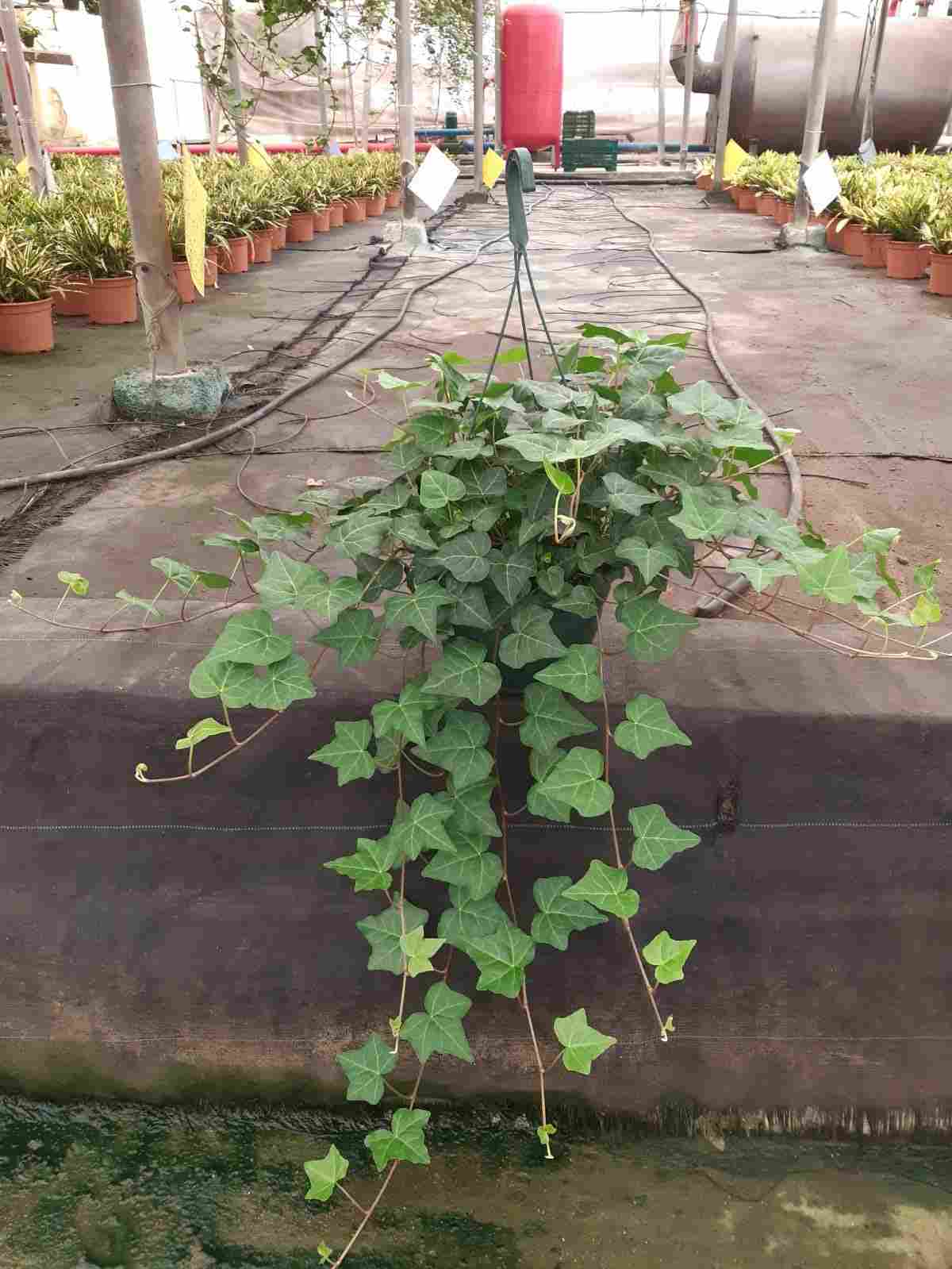 HEDERA C 20 - COLGANTE