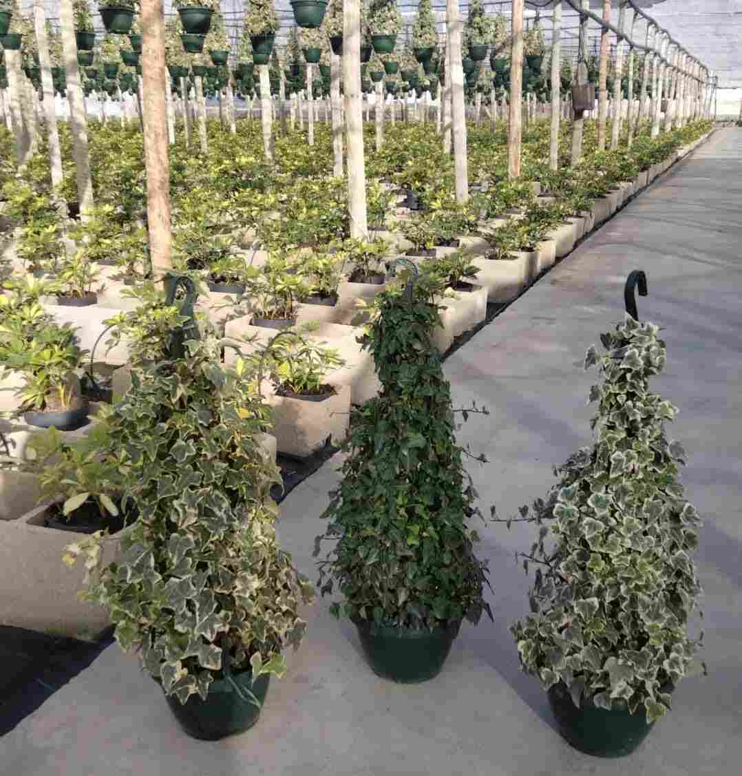 HEDERA C 20 PIRAMIDE GANCHO