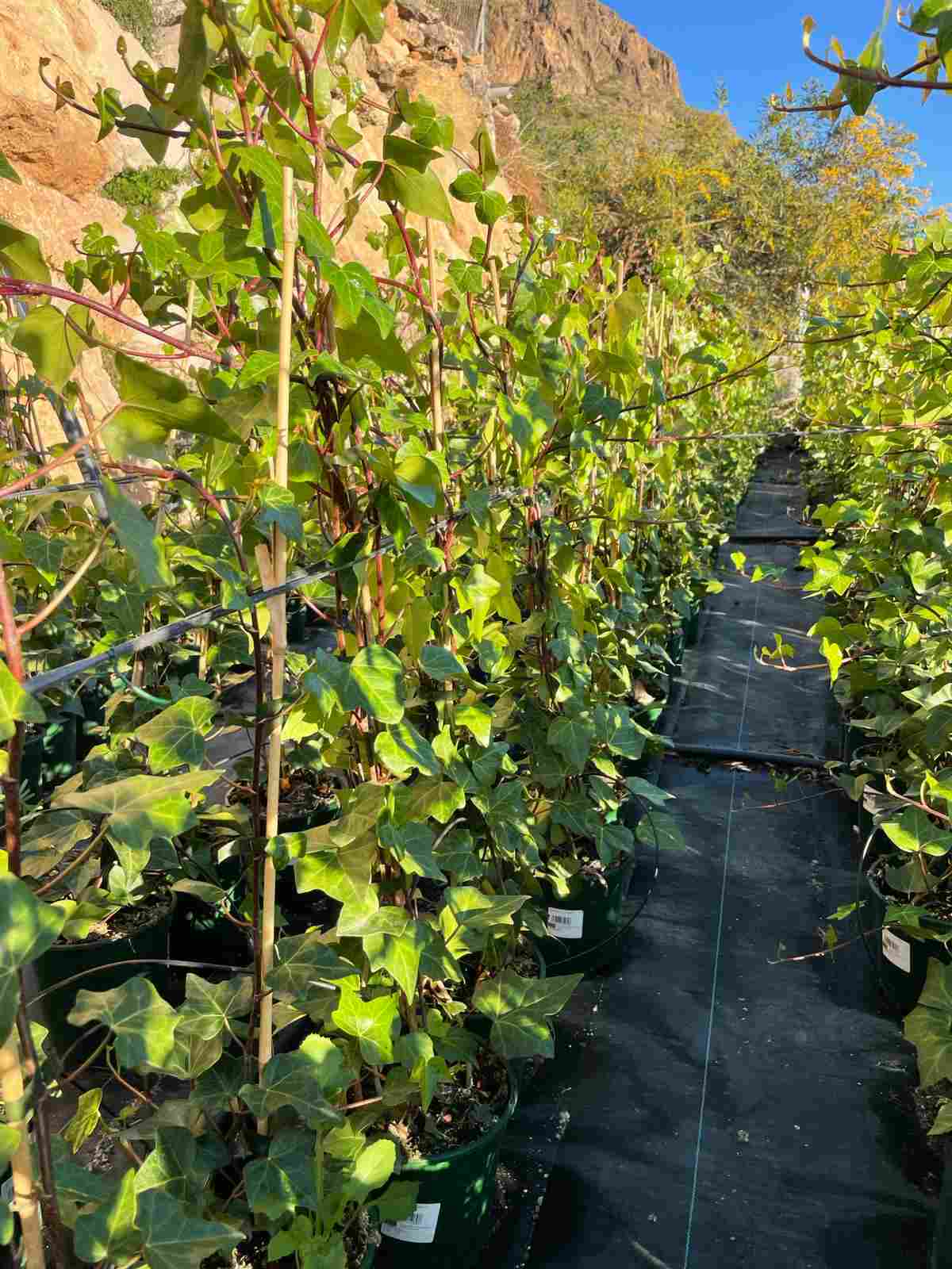 HEDERA HELIX C 17 CAÑA 0.90 M