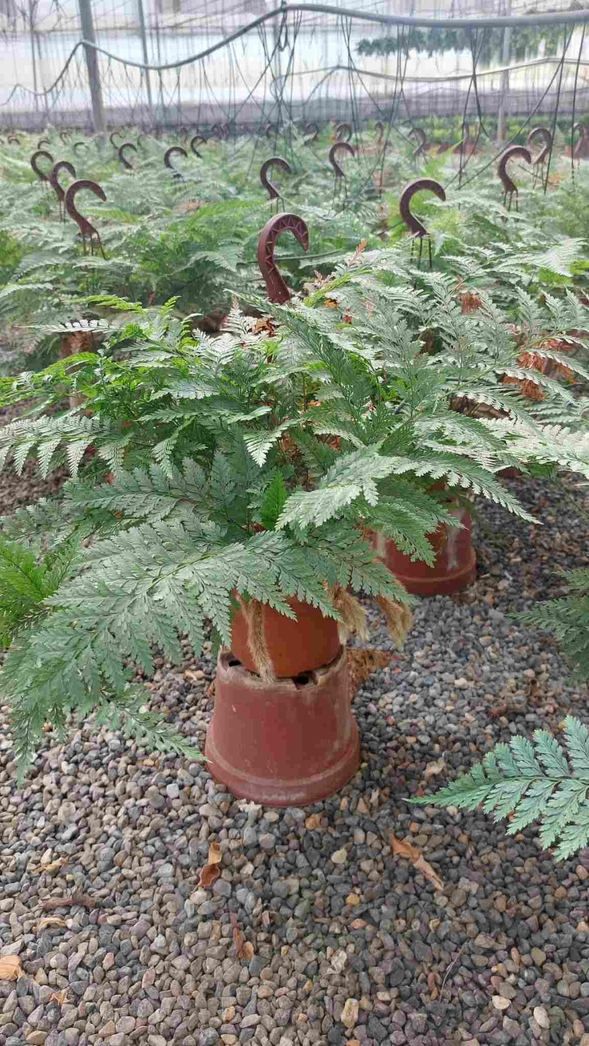 HELECHO DAVALIA C 15