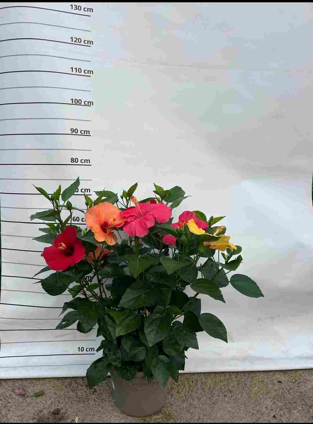 HIBISCUS COLECCIÓN C 23 TST FANTASY "TRICOLOR"