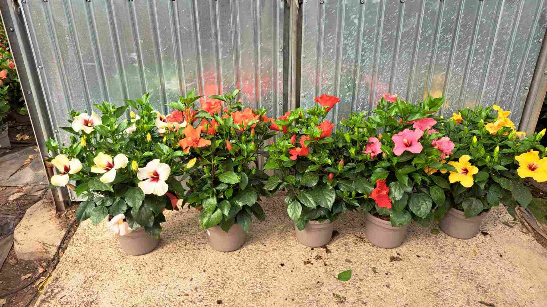 HIBISCUS COLECCIÓN C 23 TST FANTASY