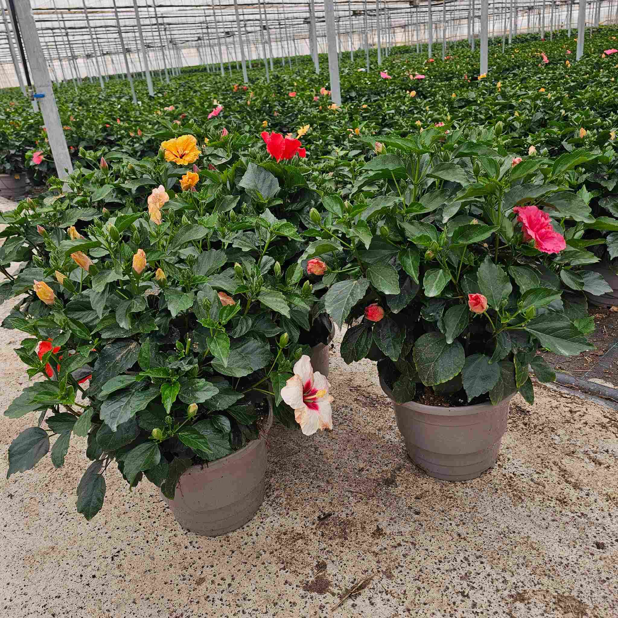 HIBISCUS COLECCION C 30 ARBUSTIVO