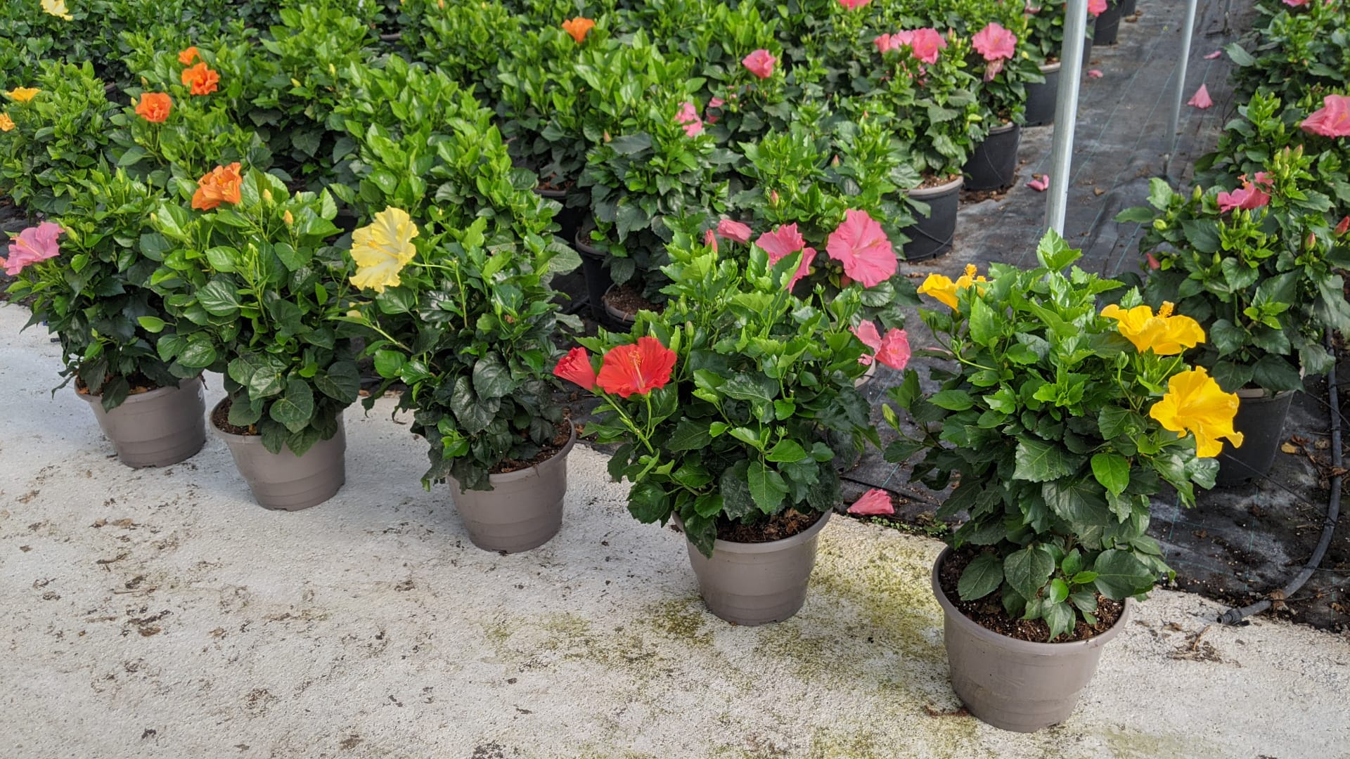 HIBISCUS COLECCIÓN C 40 ARBUSTIVO