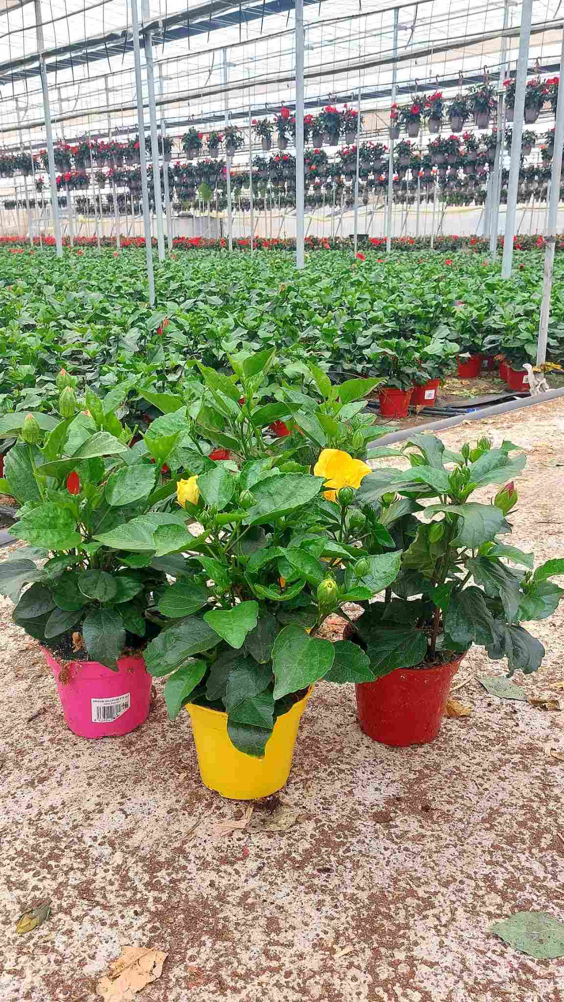 HIBISCUS COLECCIÓN C 15 TST