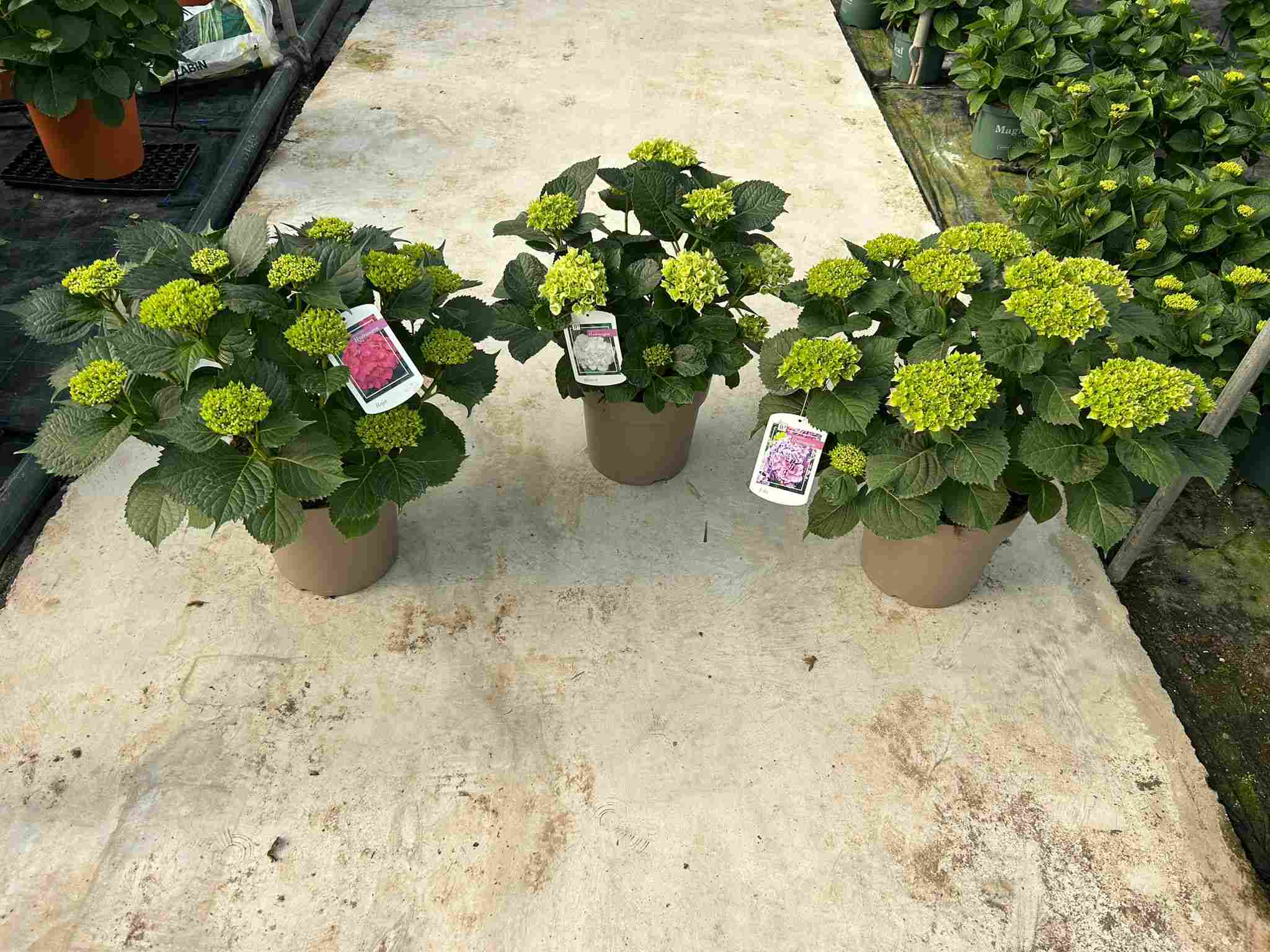HORTENSIA C 27