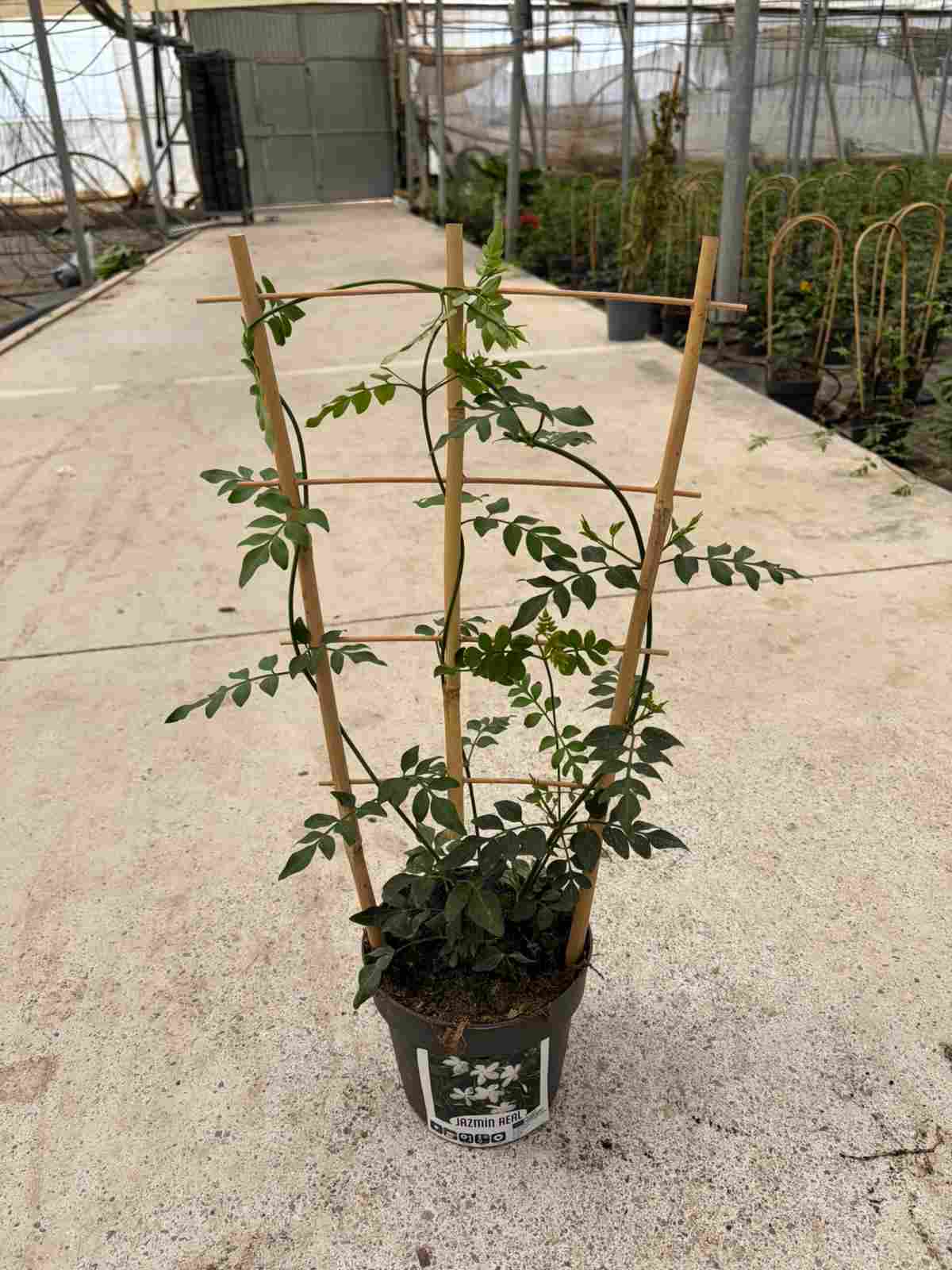 JASMIN REAL C 17 ESPALDERA 60 CM