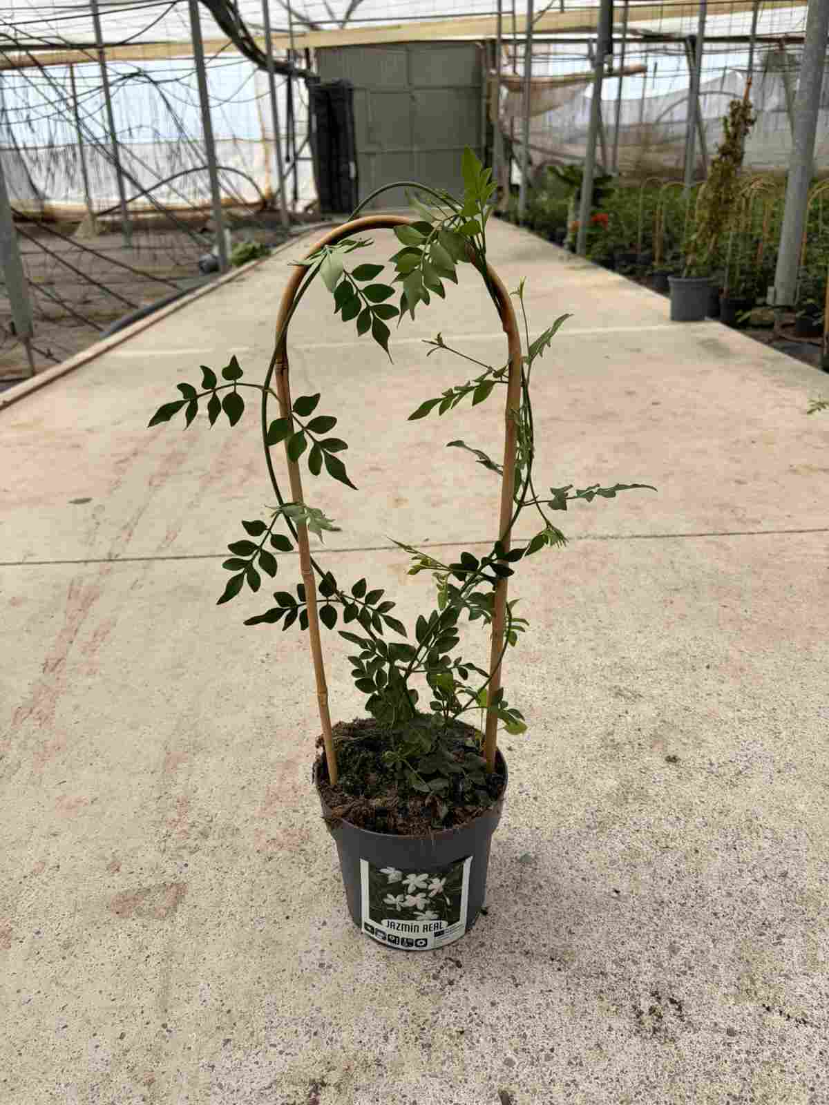 JASMIN REAL C 17 ARCO 60 CM