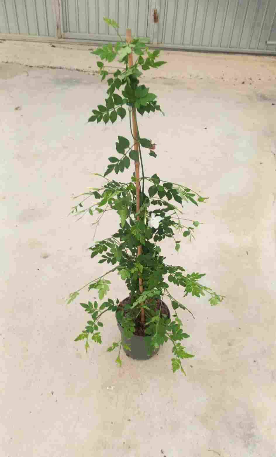 JASMIN REAL CAÑA C 17 90 CM