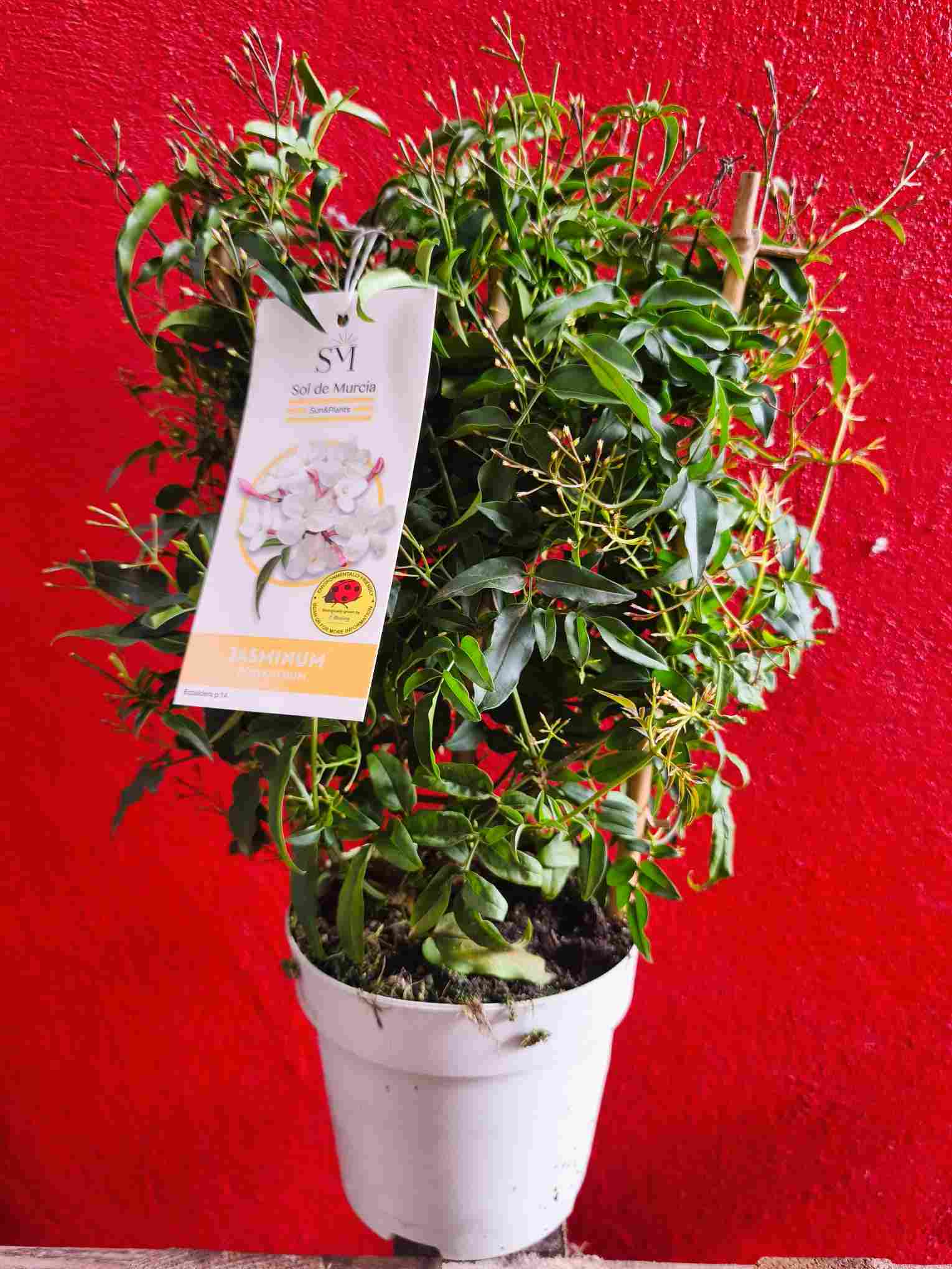 JASMIN POLYANTHUM C 14 ESPALDERA 40 CM "P"