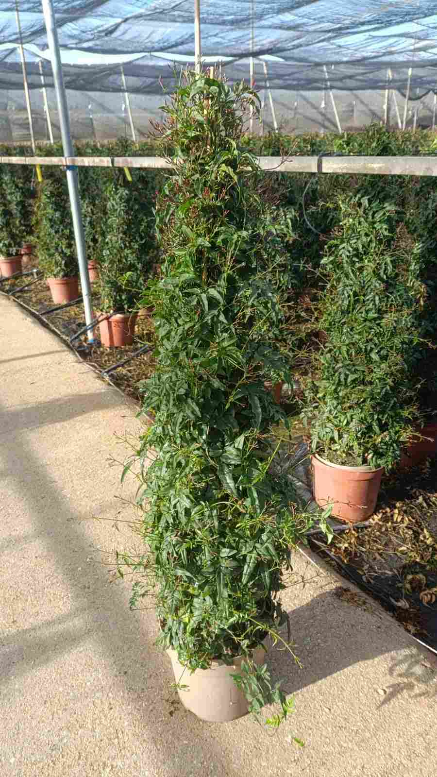 JASMIN POLYANTHUM C 23 PIRAMIDE 1.15 M  "P"