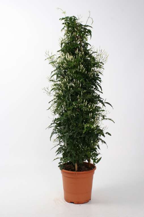 JASMIN POLYANTHUM C 20 PIRAMIDE 90 CM "P"