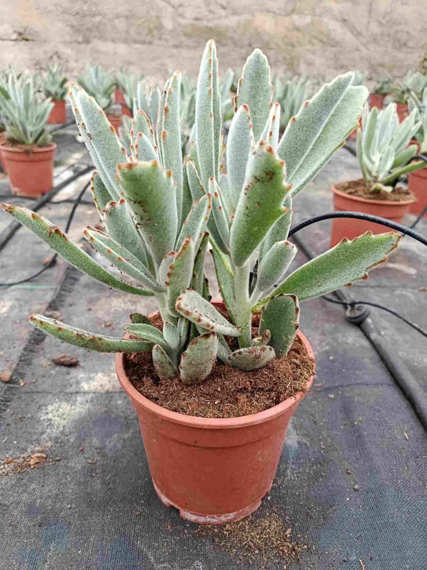 KALANCHOE TOMENTOSA C 15