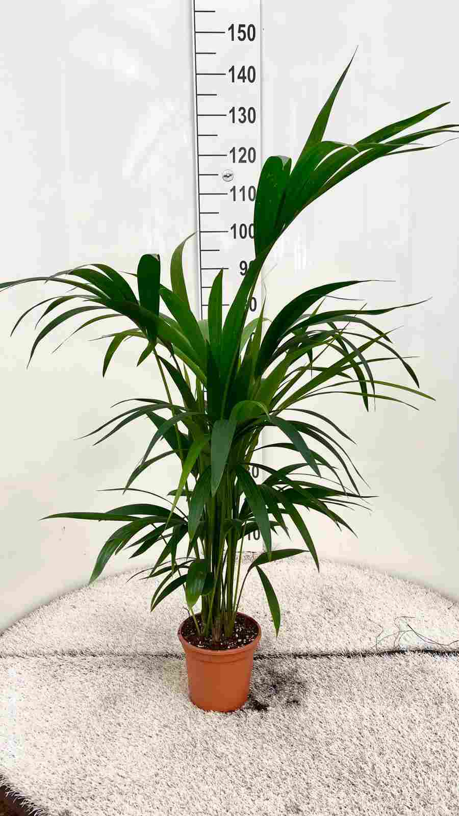KENTIA C 17 (FOSTERIANA) 5 PLANTAS 1.10 M "C"