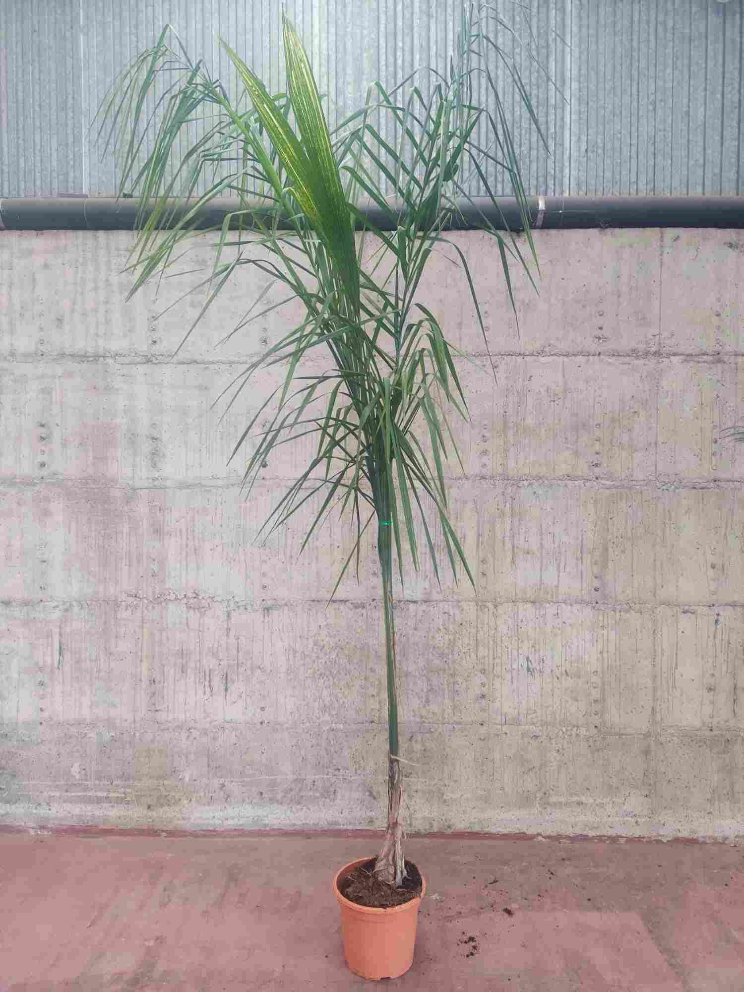 COCO PLUMOSO (SYAGRUS) C 25 1.80 CM (625)