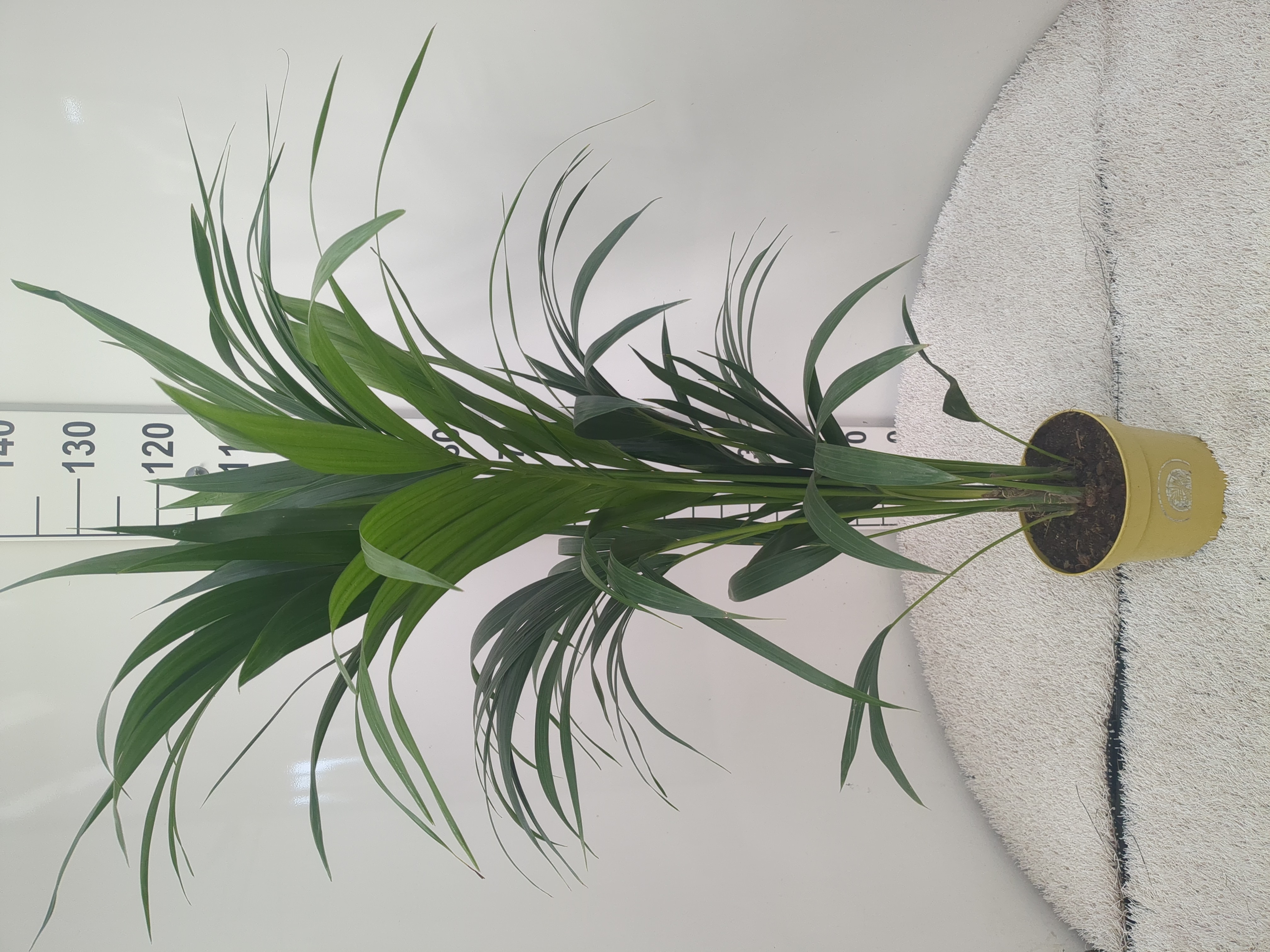 KENTIA C 18  3-4 PLANTAS 1.20 M (565)