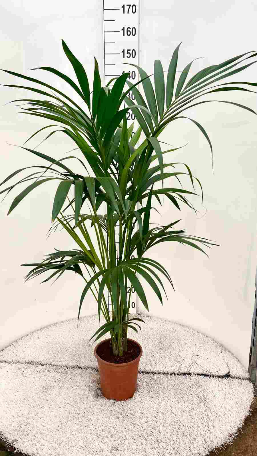 KENTIA C 21 (FOSTERIANA) 5 PLANTAS 1.30M-1.40M "C"