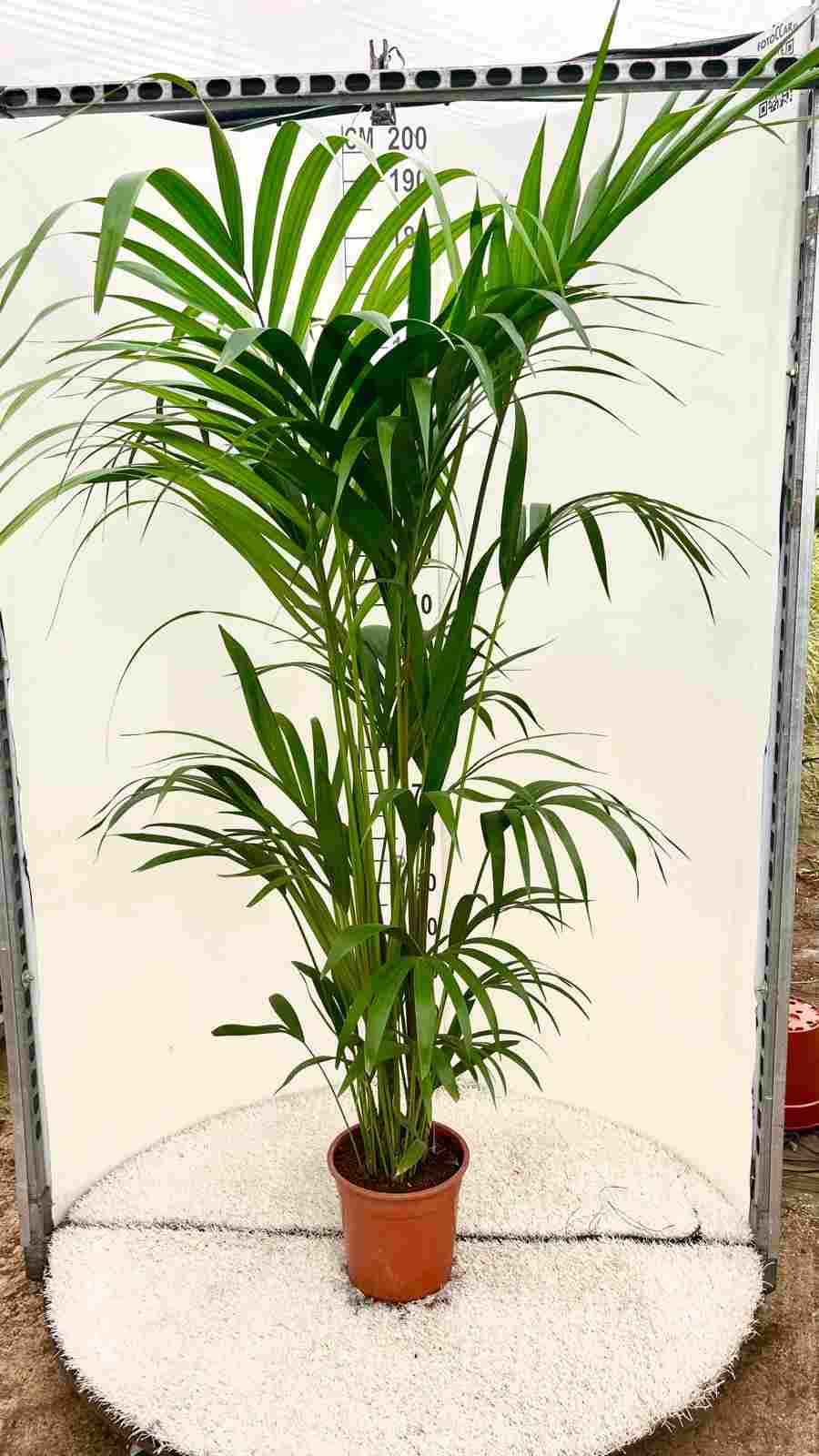 KENTIA C 24 (Howeia Fosteriana) 6 PLANTAS "C"