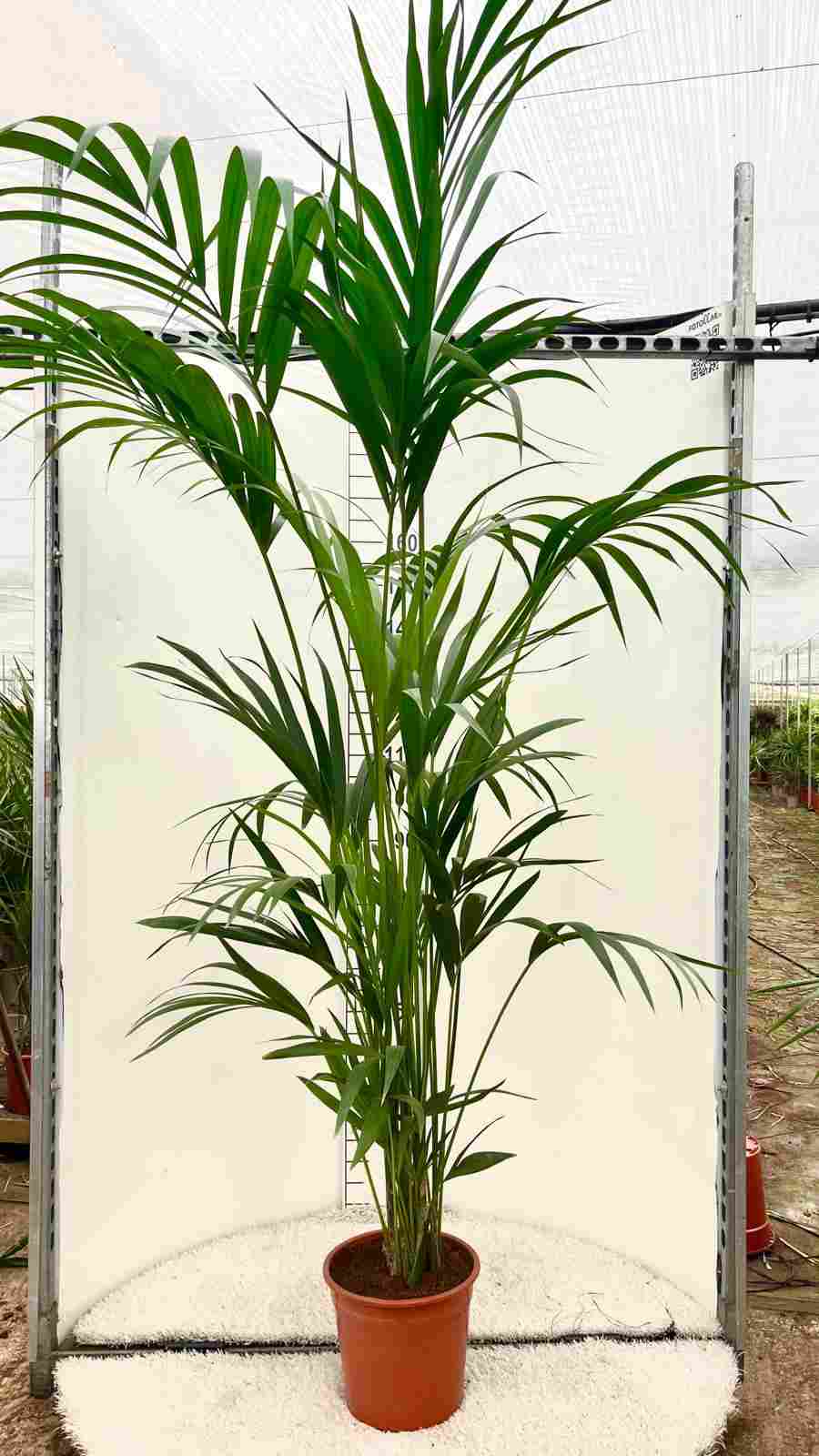 KENTIA C 27 7 PLANTAS 1.80 -2 M "C"
