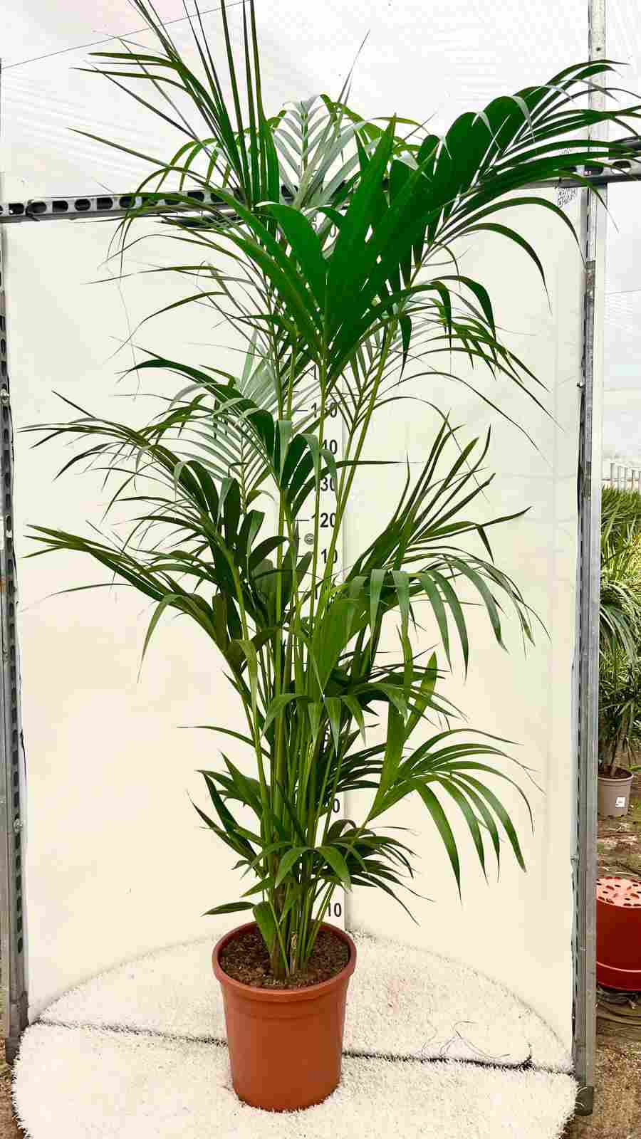 KENTIA C 32 10 PLANTAS 2.20 M "C"