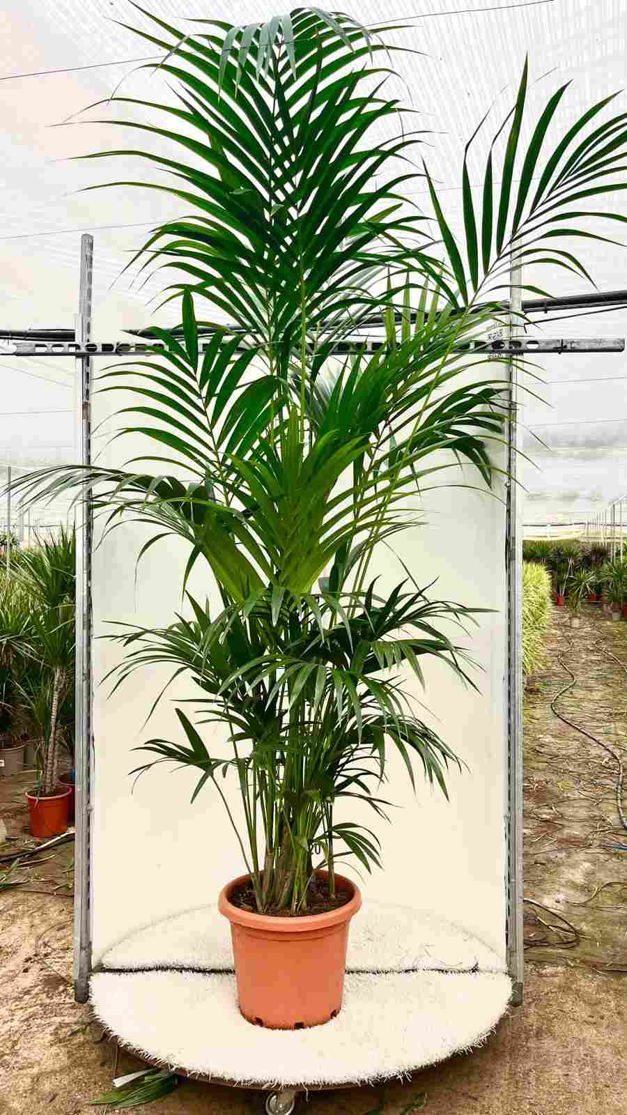 KENTIA C 37 12 PLANTAS 2.50 M "C"