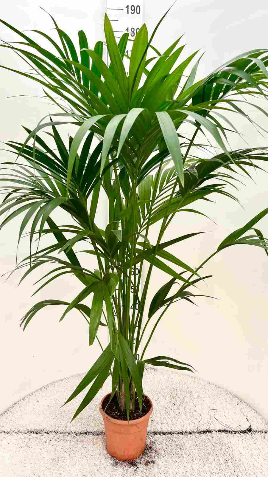 KENTIA C 21 1.50-1.60 M ART PALM