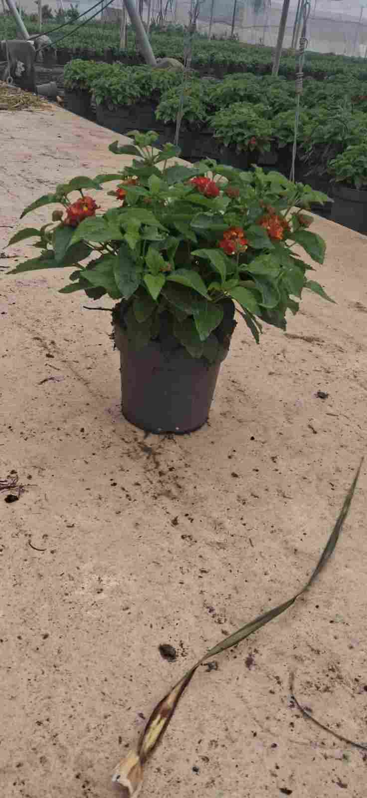 LANTANA C 17